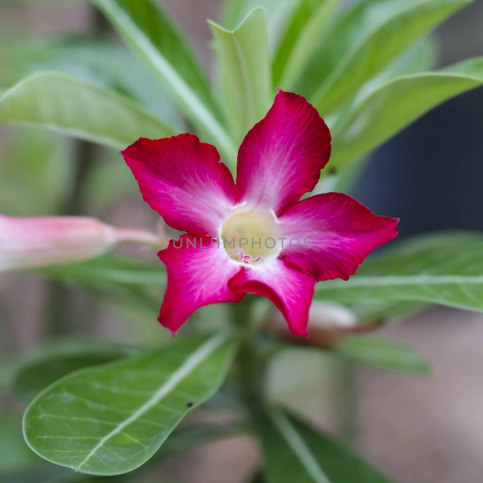 desert rose in nature by ammza12