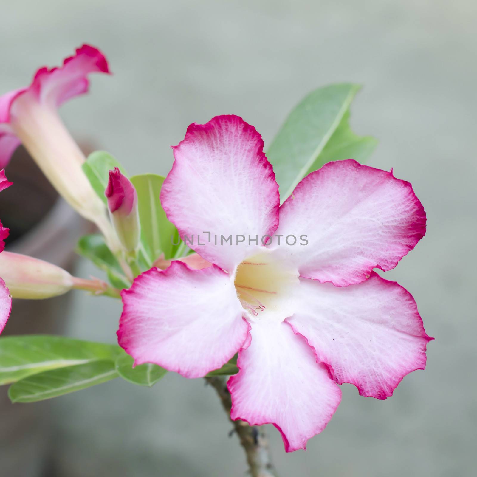 asia desert rose in nature