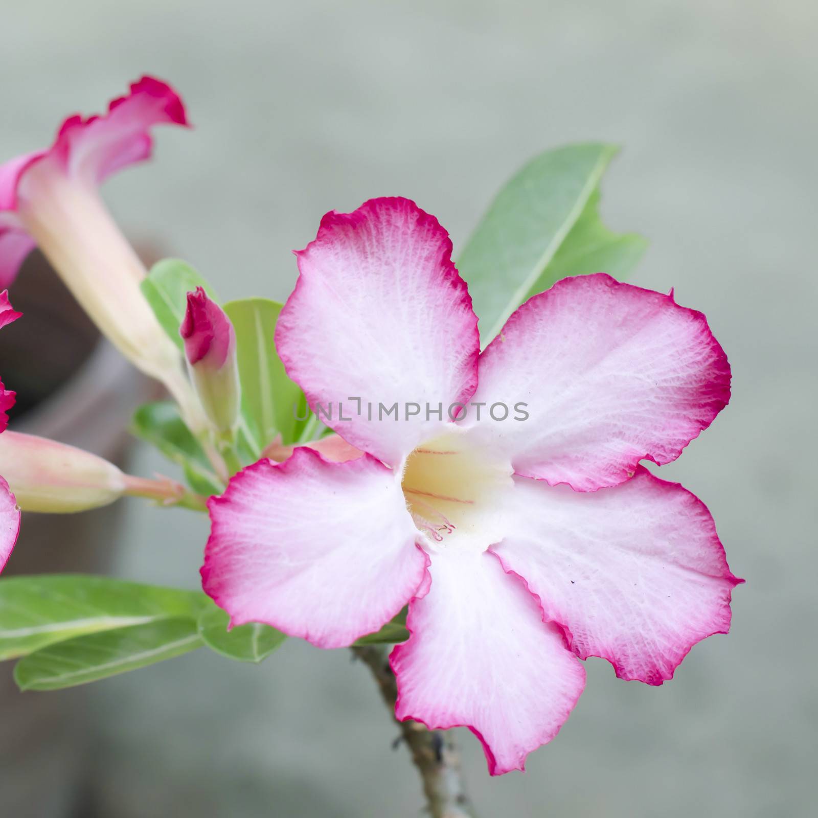 asia desert rose in nature