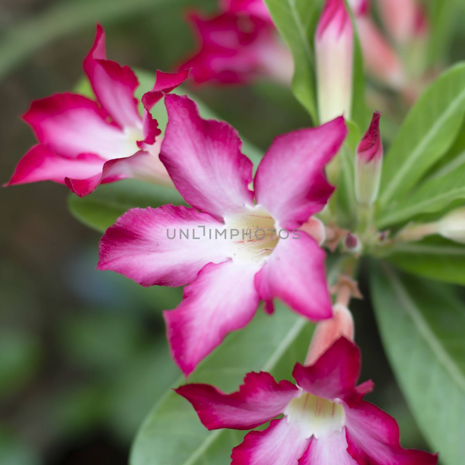 desert rose in nature by ammza12