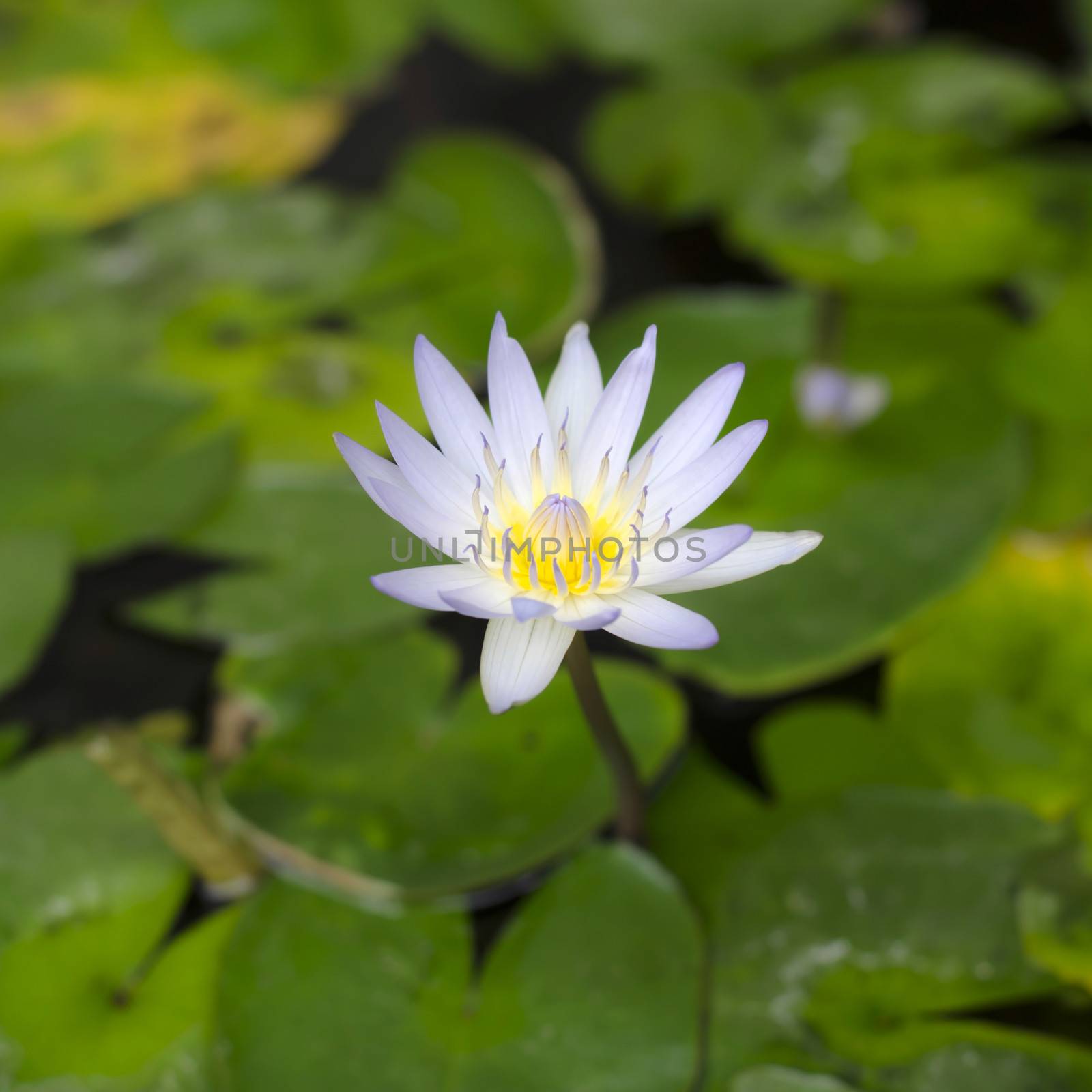 beautiful lotus on lotus leaves and water