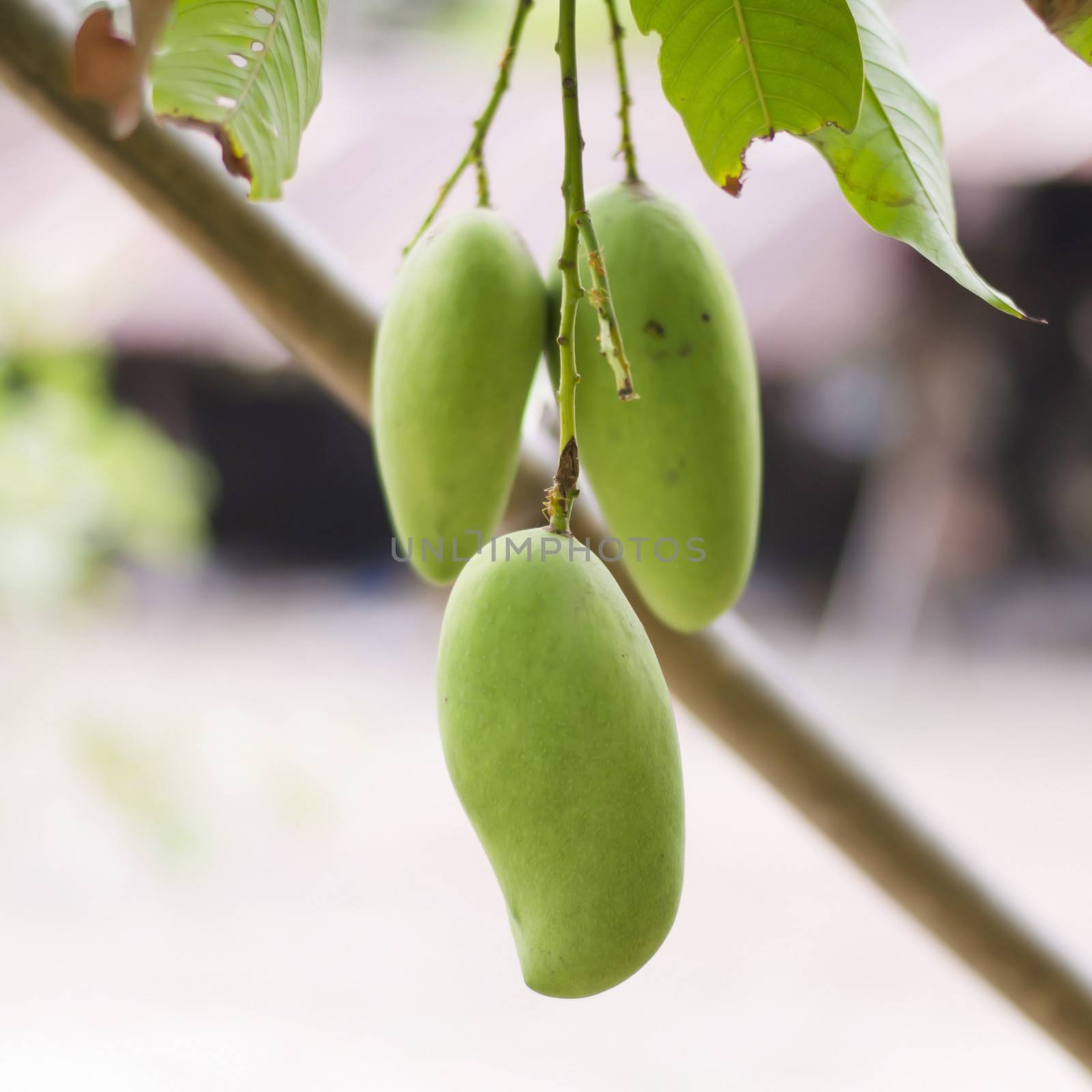 green mango on tree by ammza12