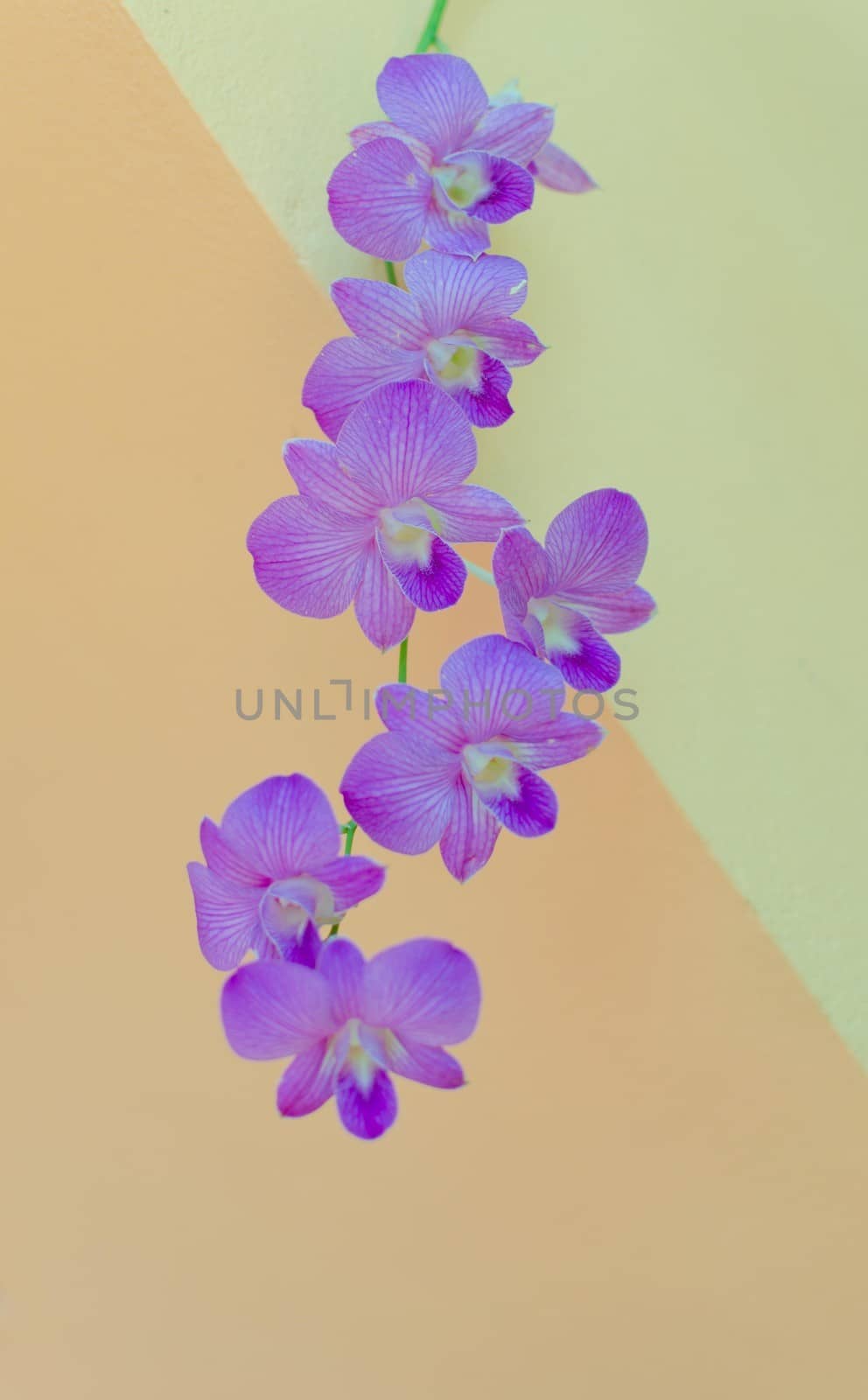 Purple orchid. On a white background.
