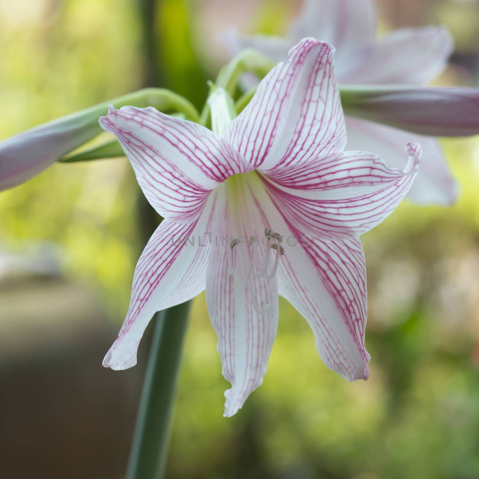 beautiful Hippeastrum johnsonii in nature