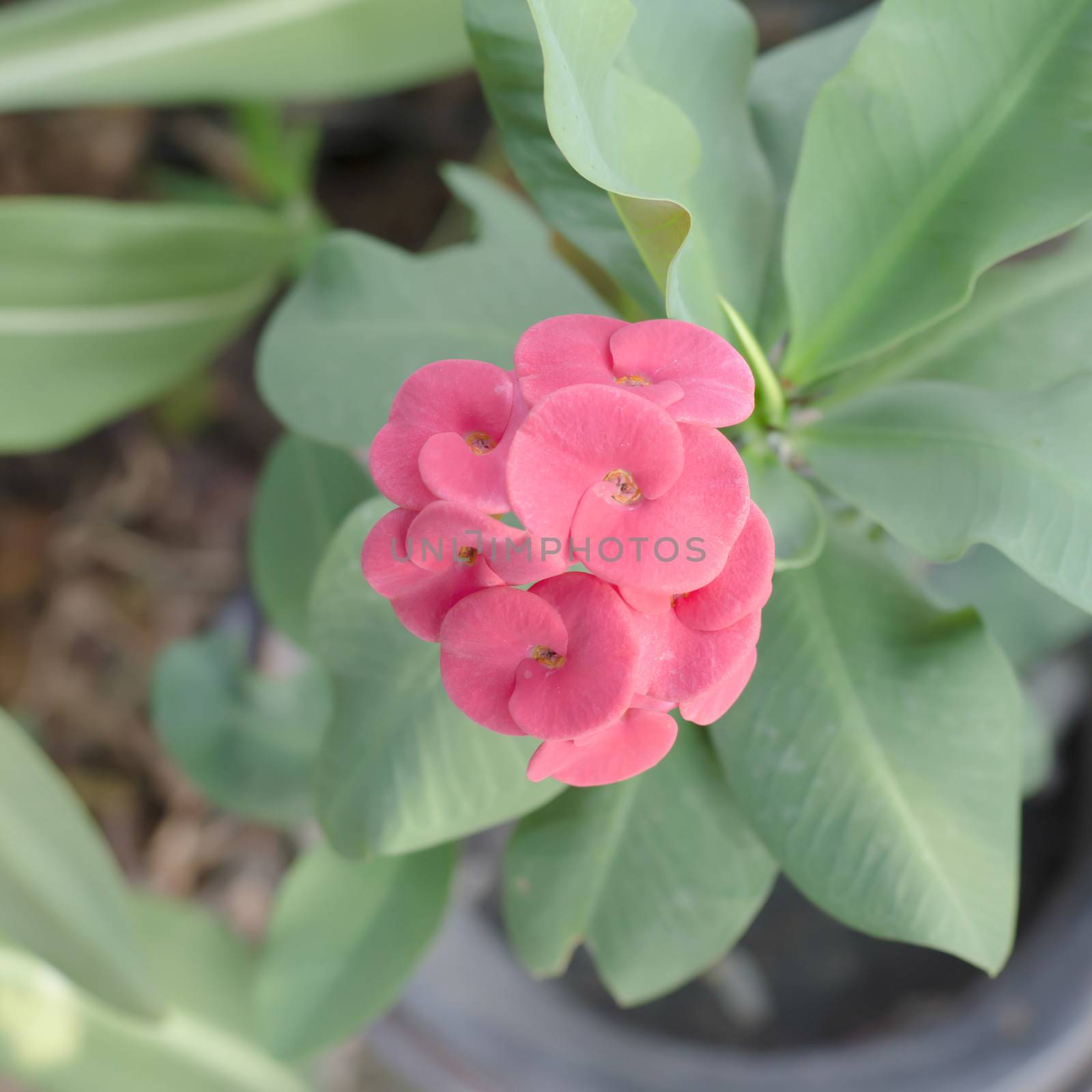 beautiful Euphorbia milli Desmoul in nature