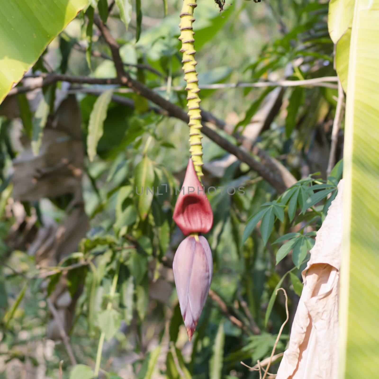 Banana Bud on banana tree by ammza12