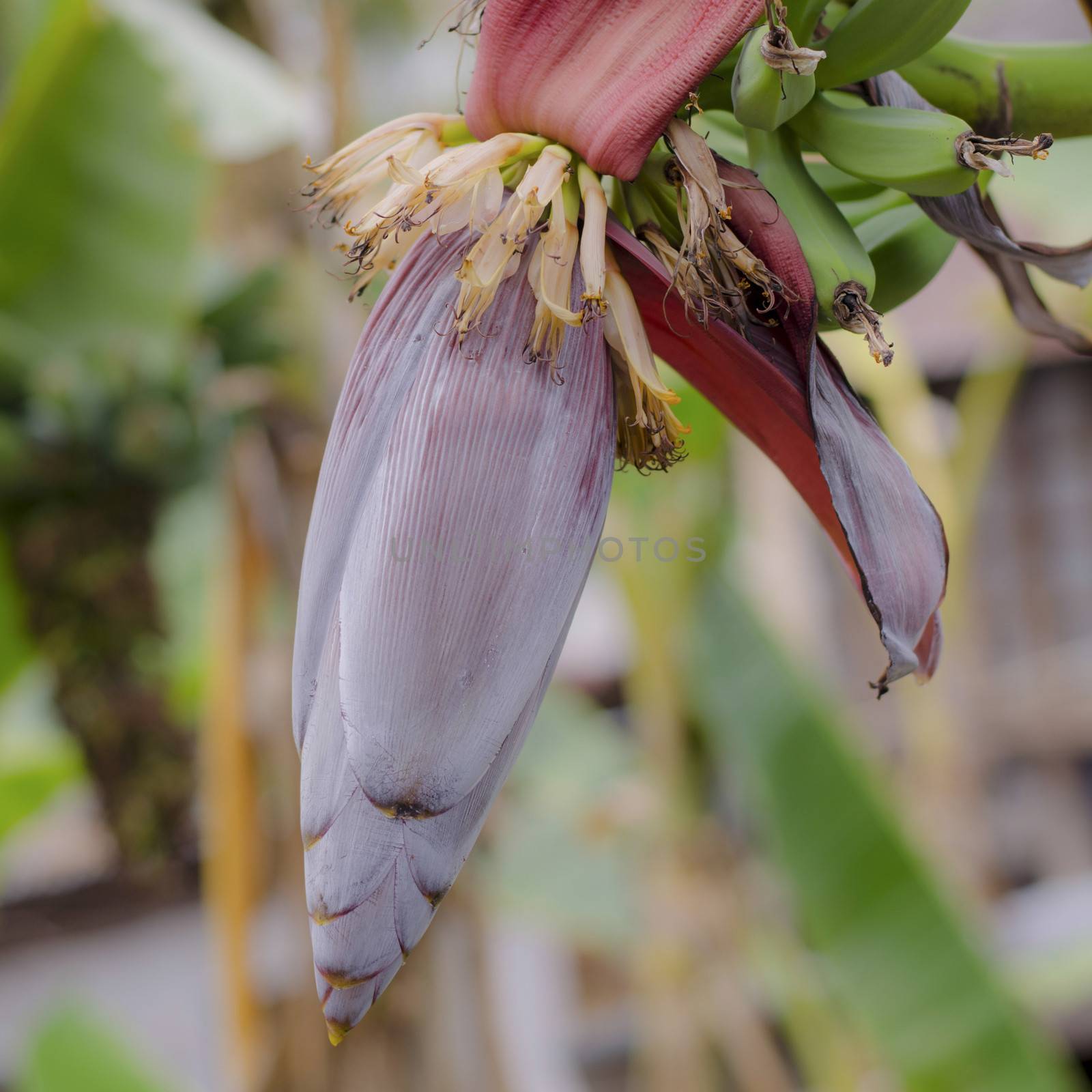 Banana Bud on banana tree