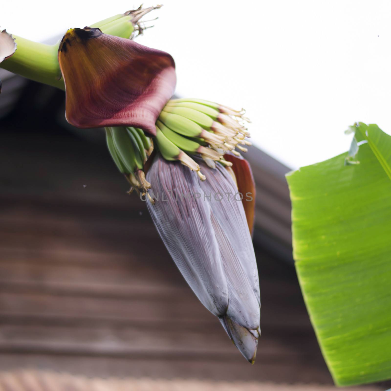 Banana Bud on banana tree