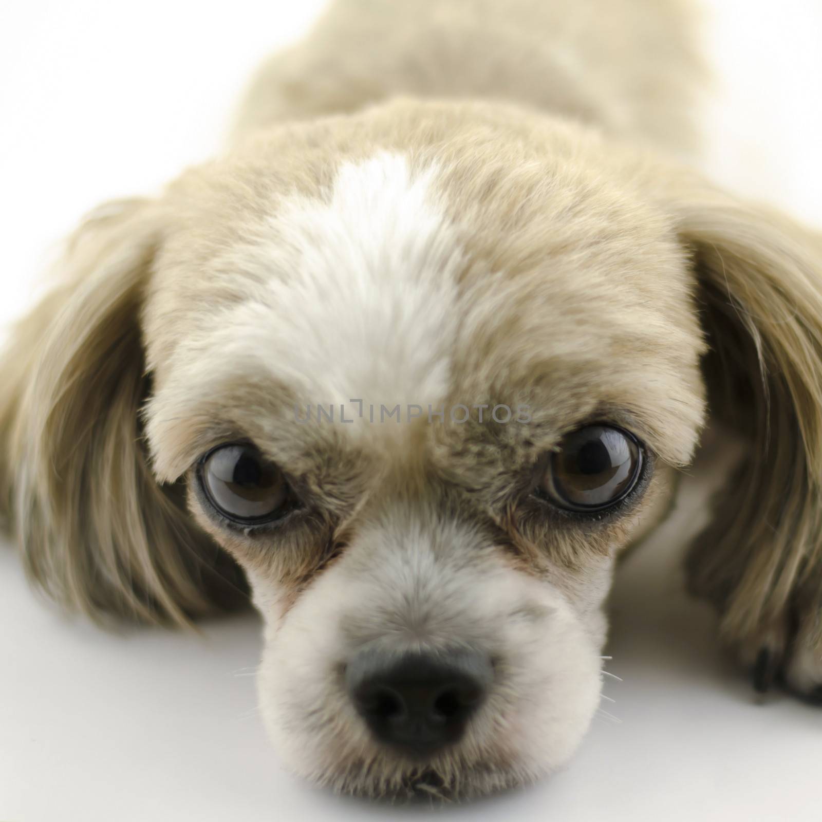 dog on white background by ammza12