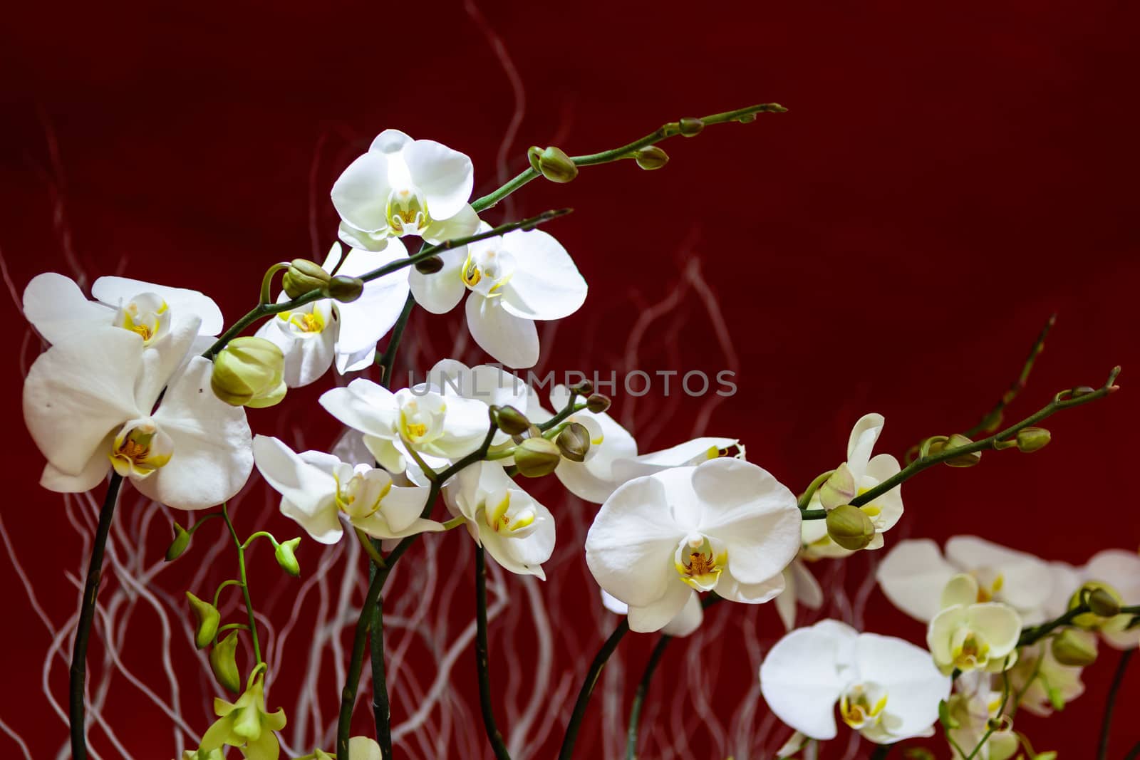 white orchid blooming in Sanya on winter season.