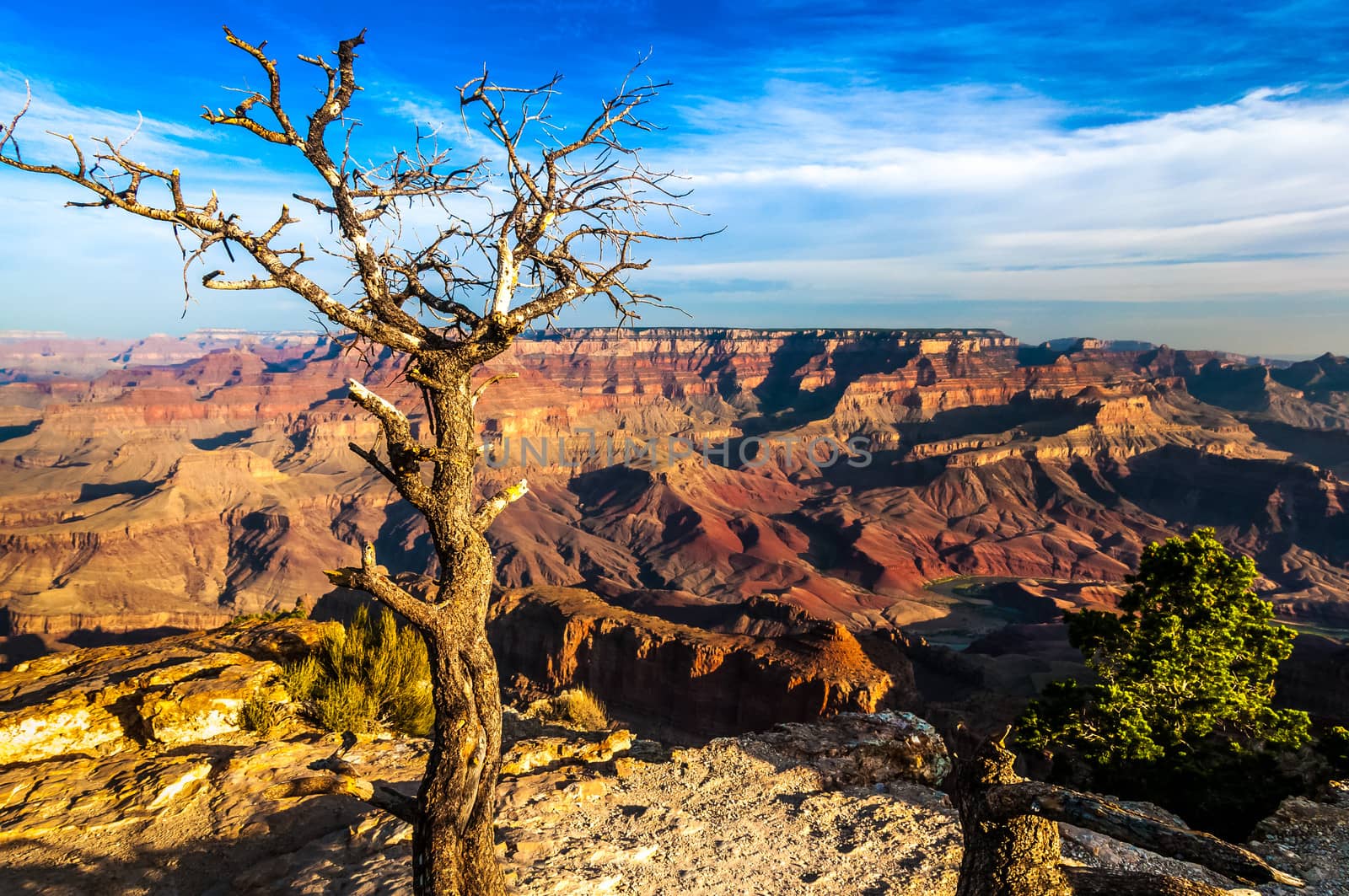 Landscape view of Grand canyon with dry tree in foreground, Arizona, USA