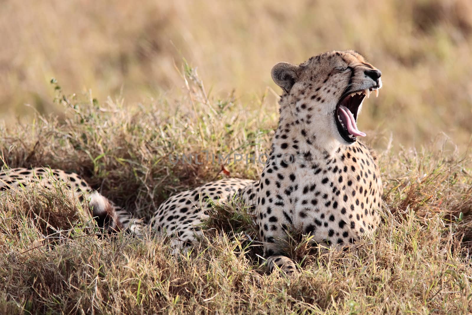 Cheetah yawning Masai Mara Reserve Kenya Africa by PIXSTILL