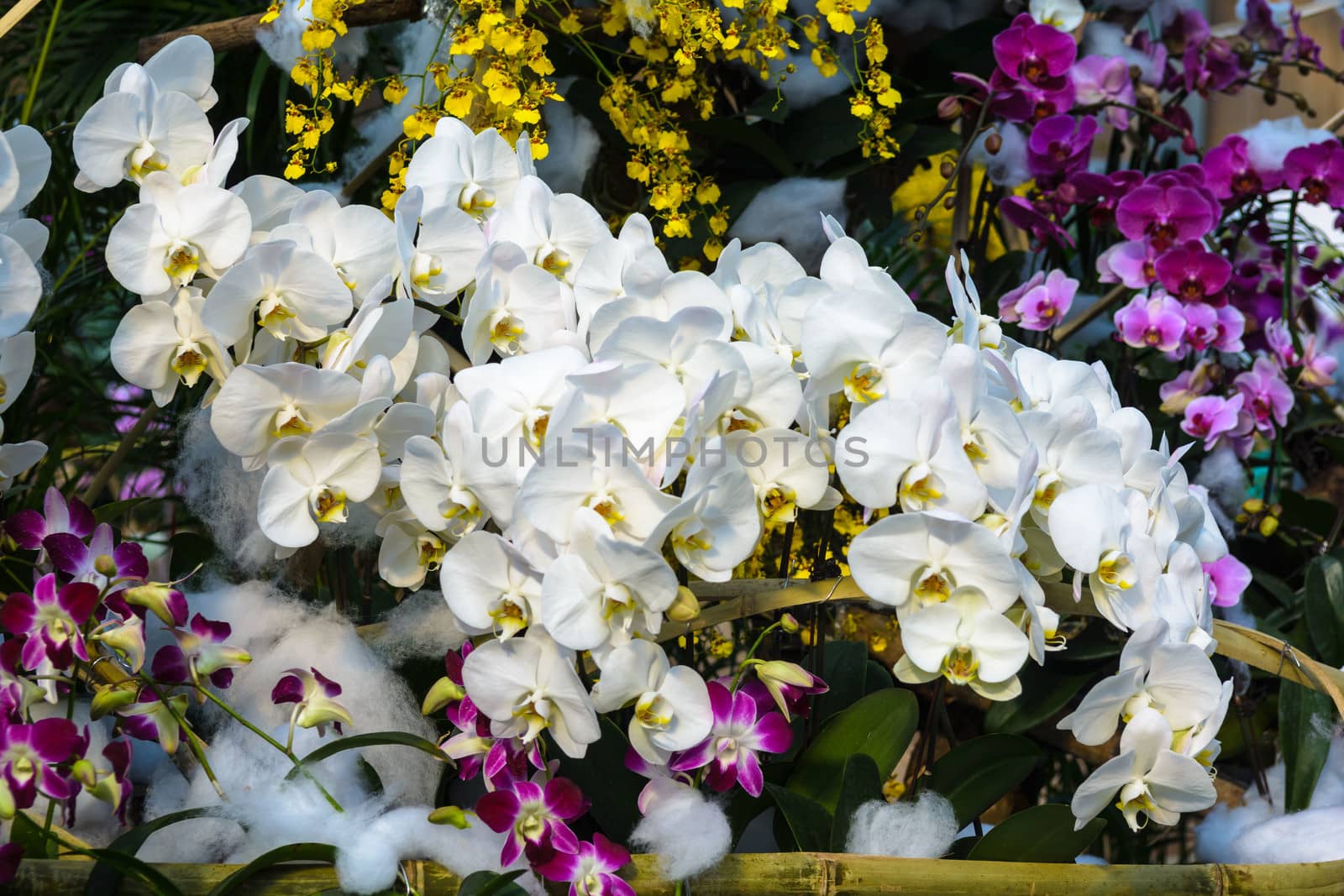 white orchid blooming in Sanya on winter season.