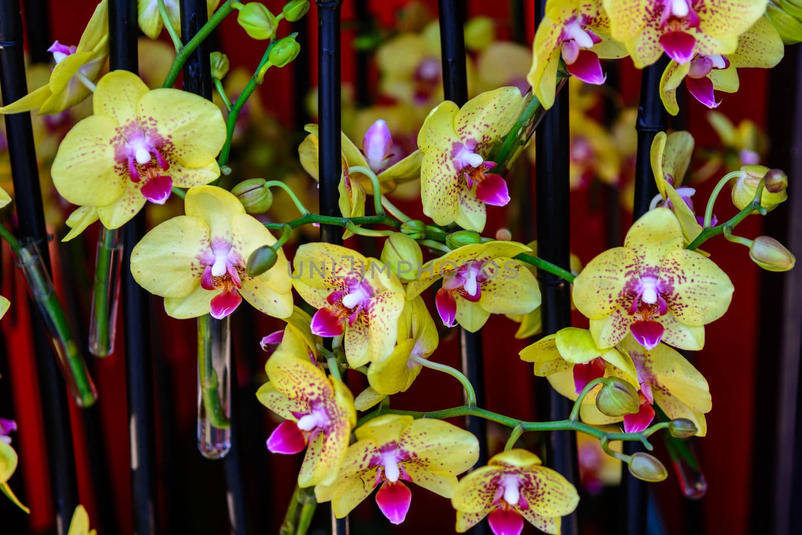 yellow orchid blooming in Sanya on winter season.