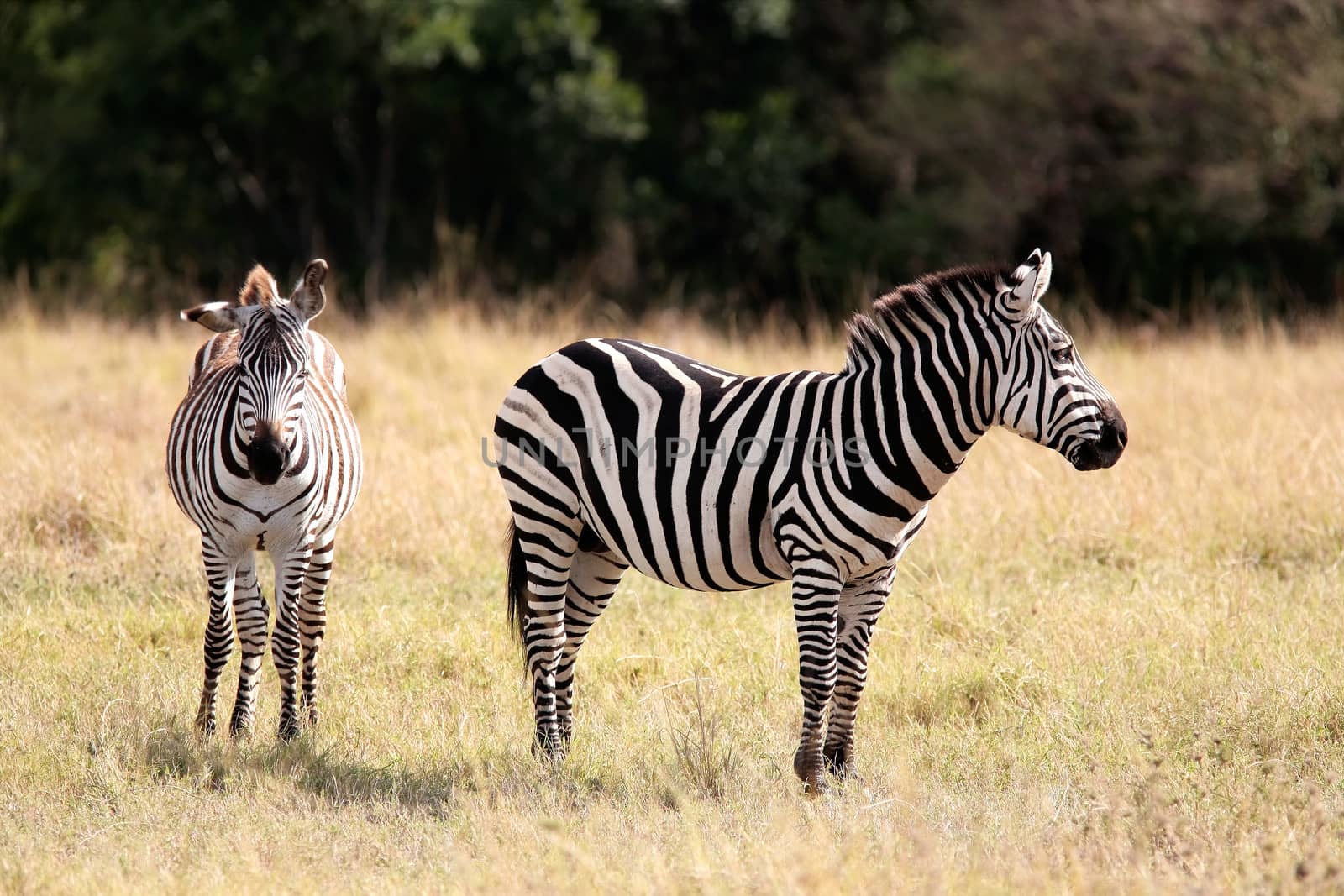 Grevy's Zebra Masai Mara reserve Kenya Africa by PIXSTILL