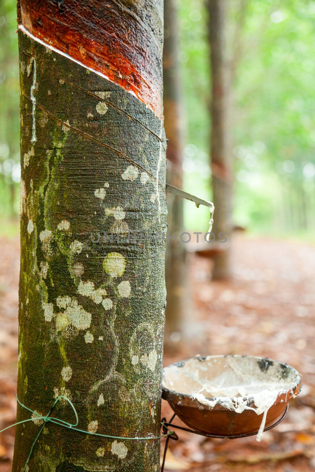 Latex being collected from a tapped rubber tree in Vietnam