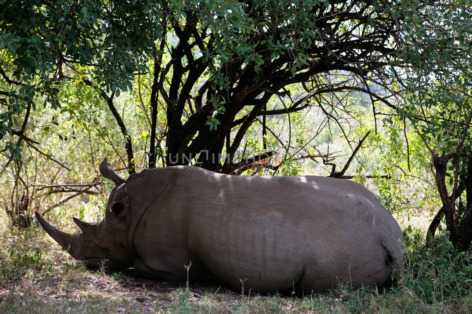 White Rhinoceros resting in the Masai Mara reserve in Kenya Africa