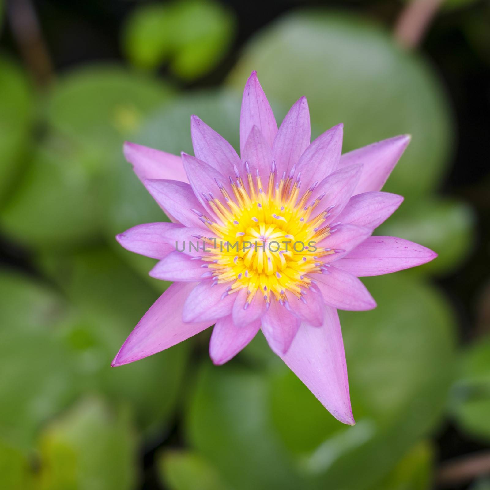 Pink Lotus in pond by ammza12