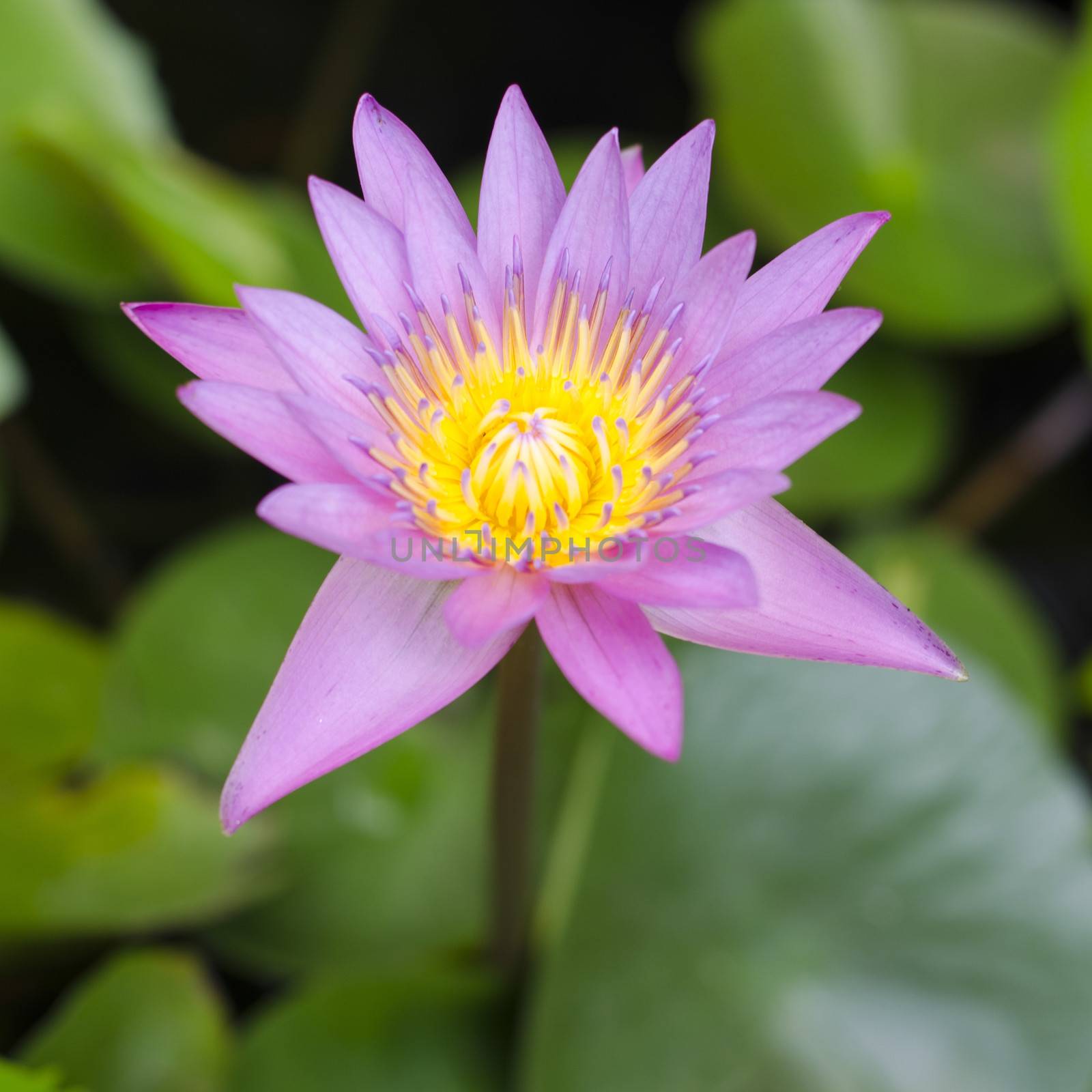 pink Lotus in pond focus on lotus