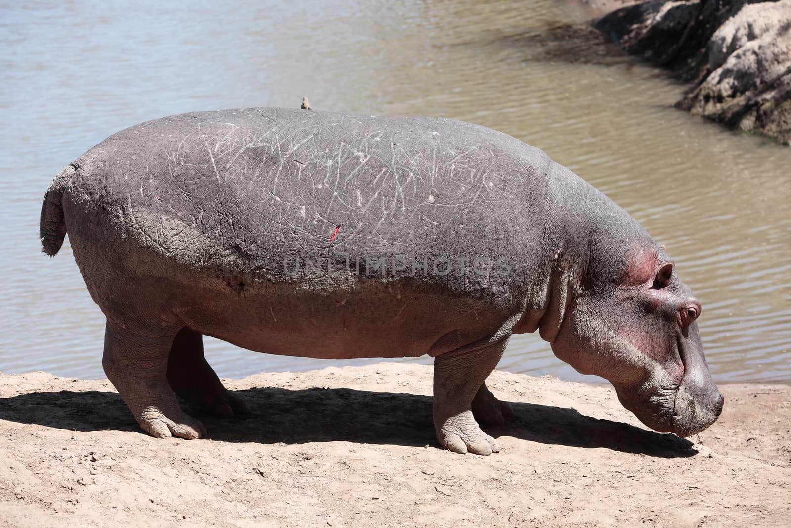 Hippopotamus Masai Mara Reserve Kenya Africa by PIXSTILL