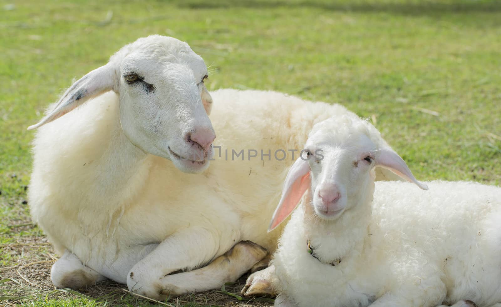 Sheep Farm by Sorapop