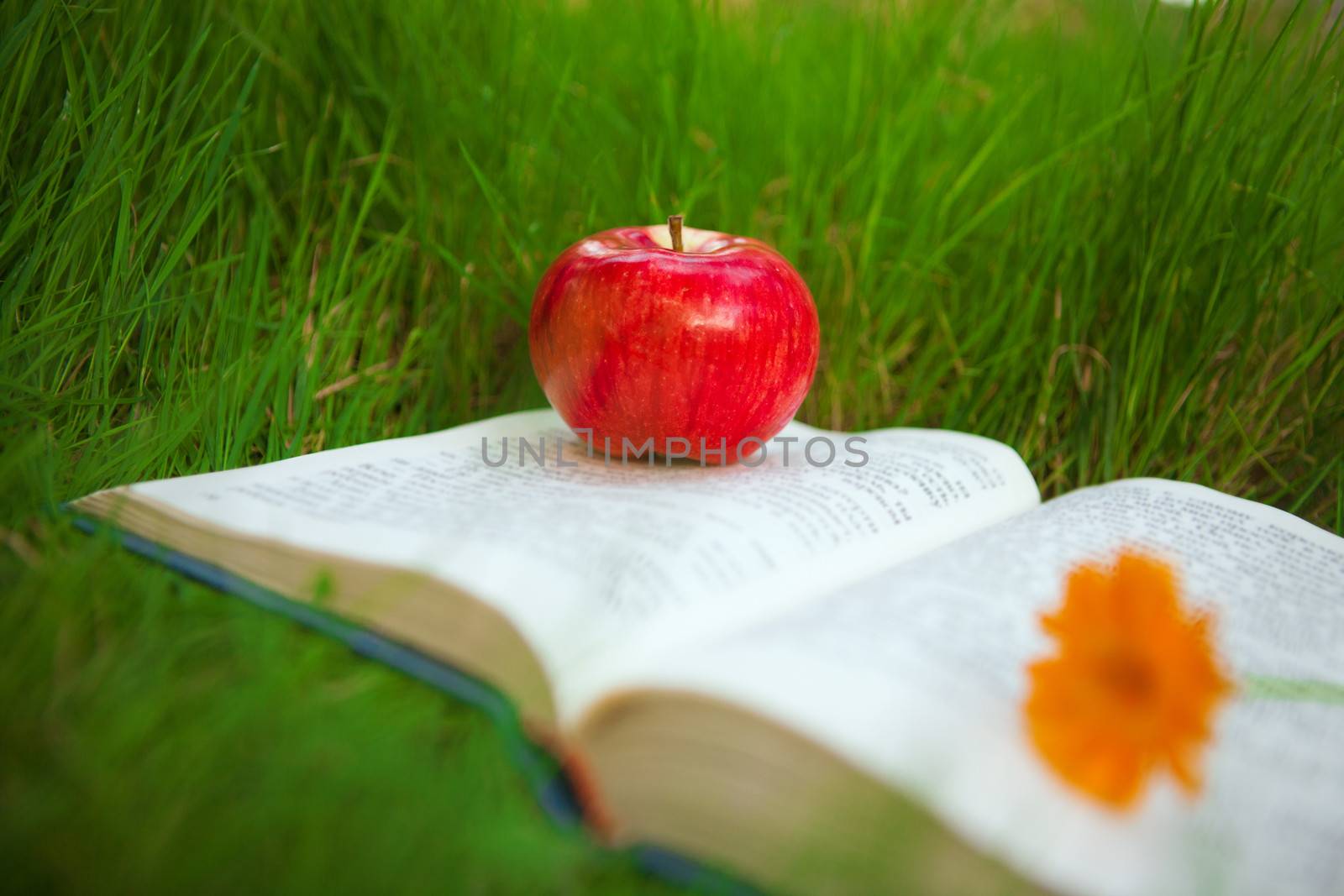 apple on the book by vsurkov