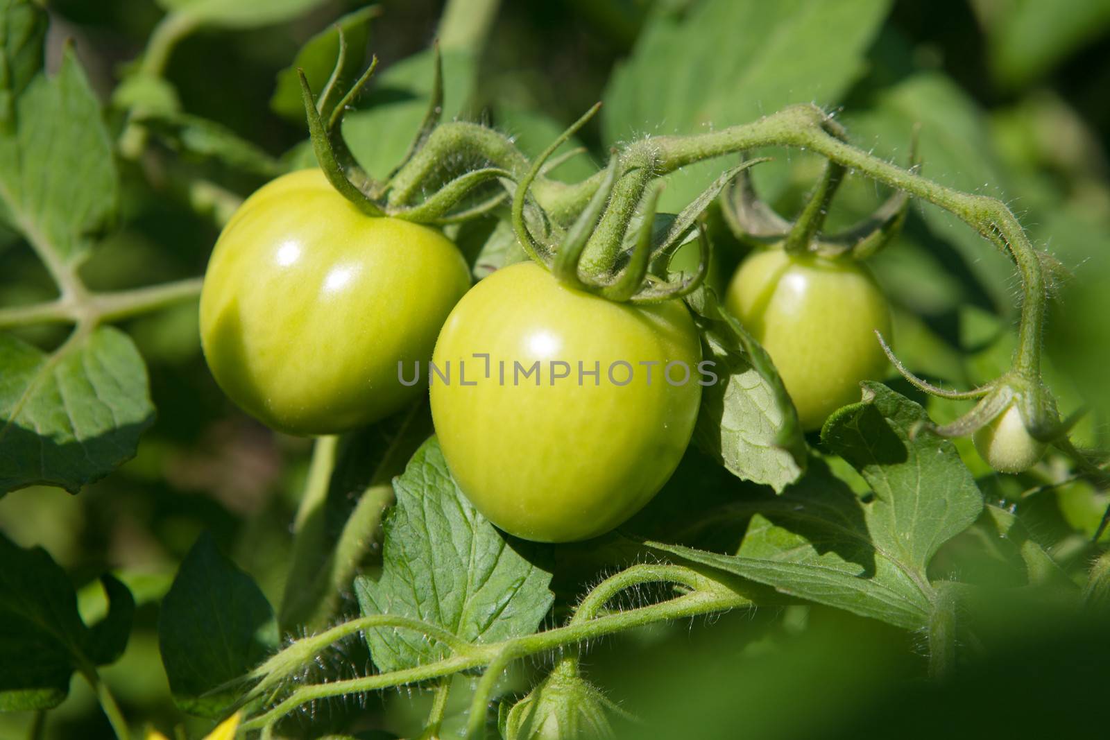 green tomatoes by vsurkov
