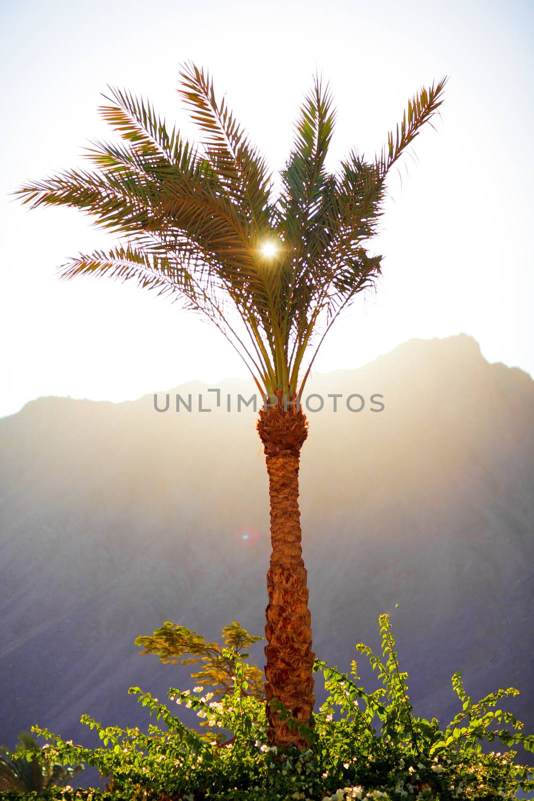 sun through the palm leaves by vsurkov