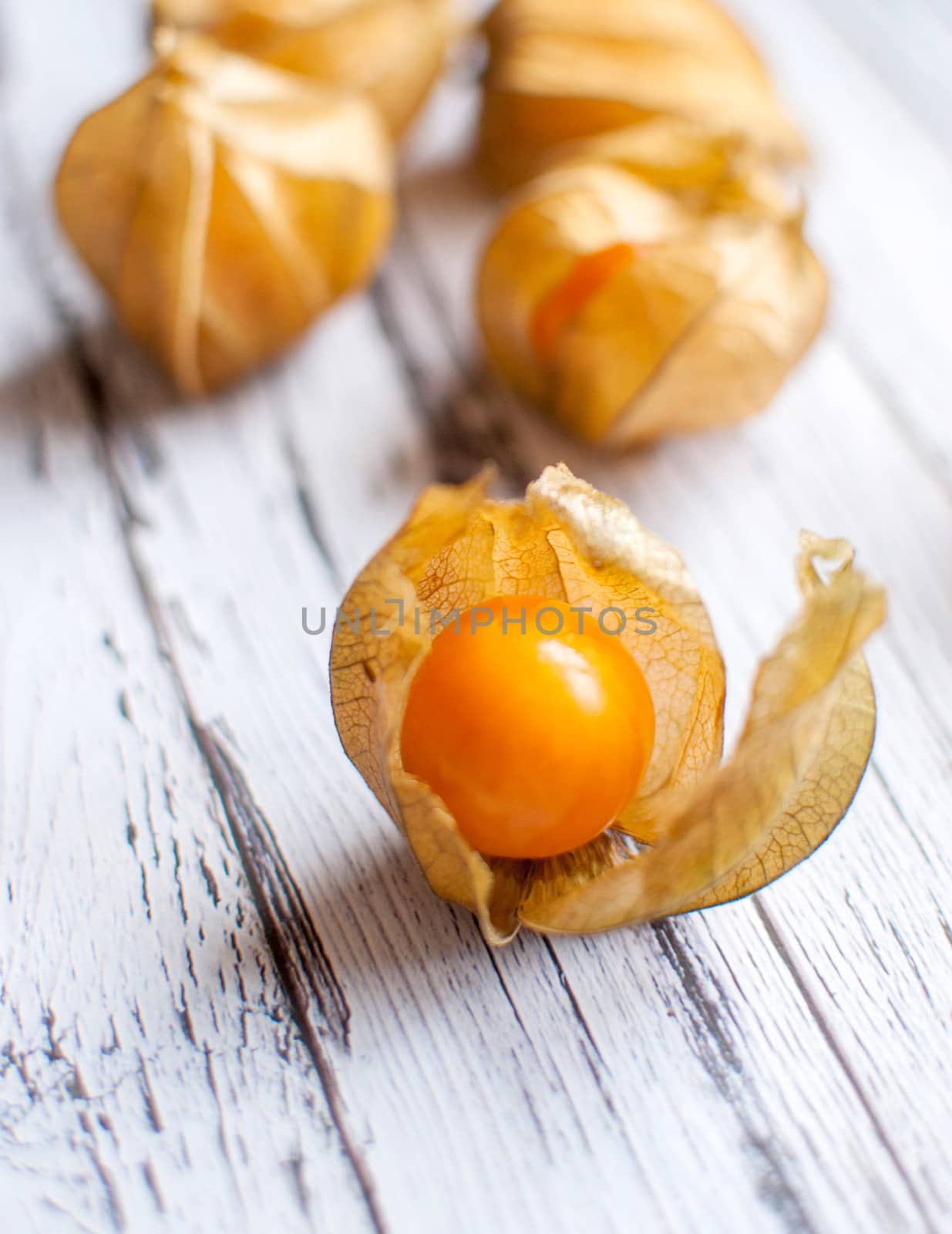 physalis by Dessie_bg