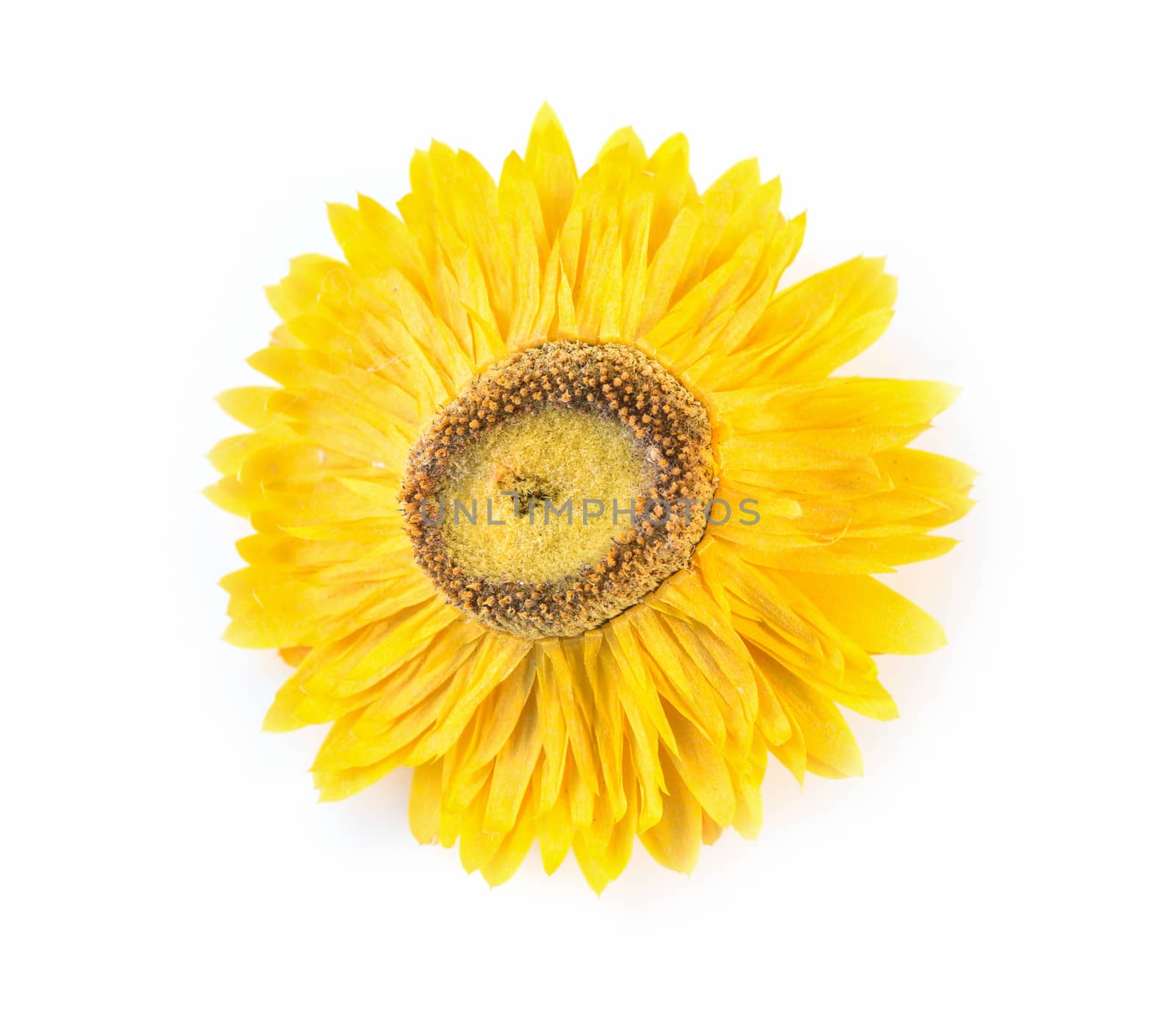 yellow flower isolated on a white background