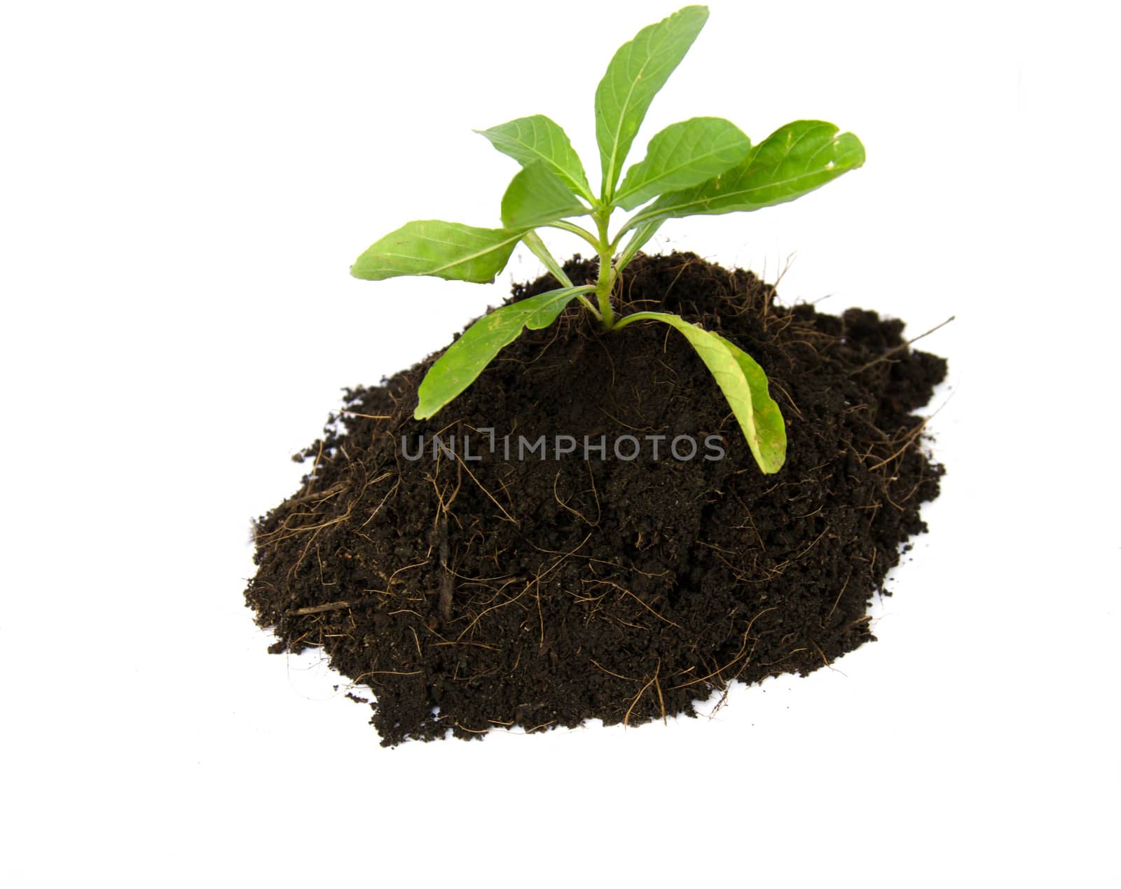 Green sprout of young tree in the ground