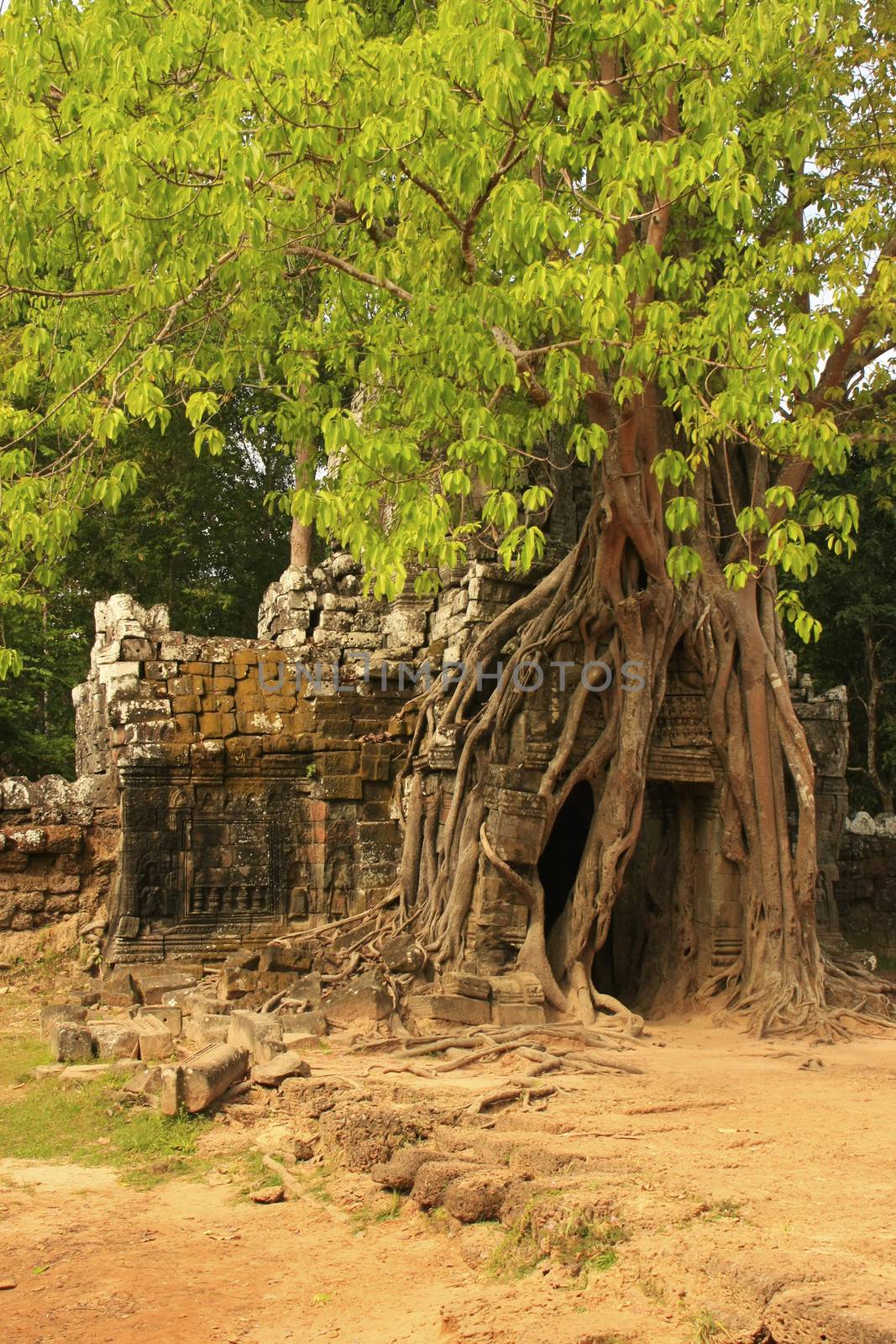 Ta Som temple, Angkor area, Siem Reap, Cambodia by donya_nedomam