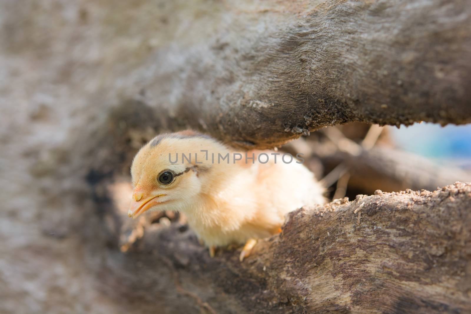 Single cute chick in timber on sunlight
