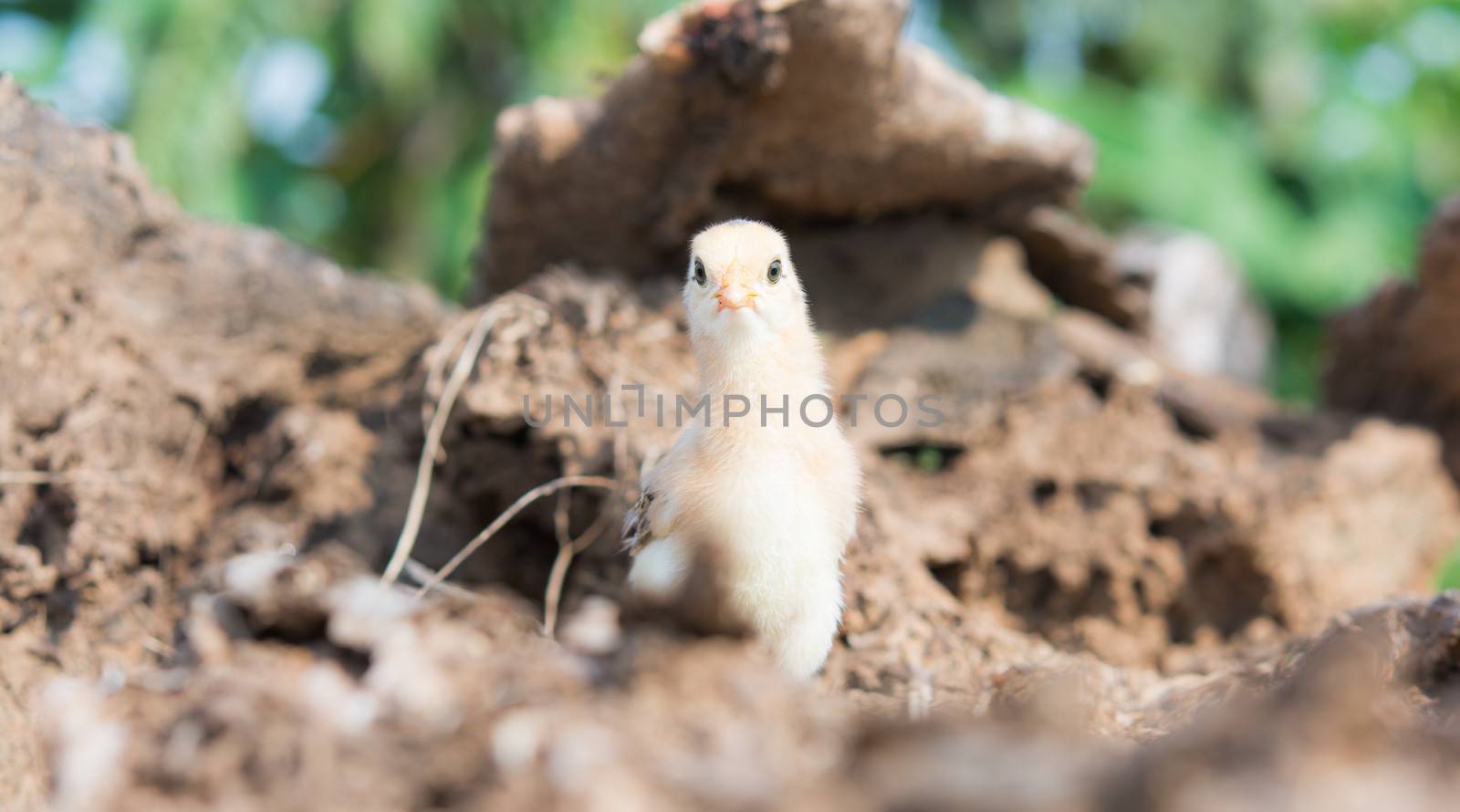 Single cute chick in timber on sunlight