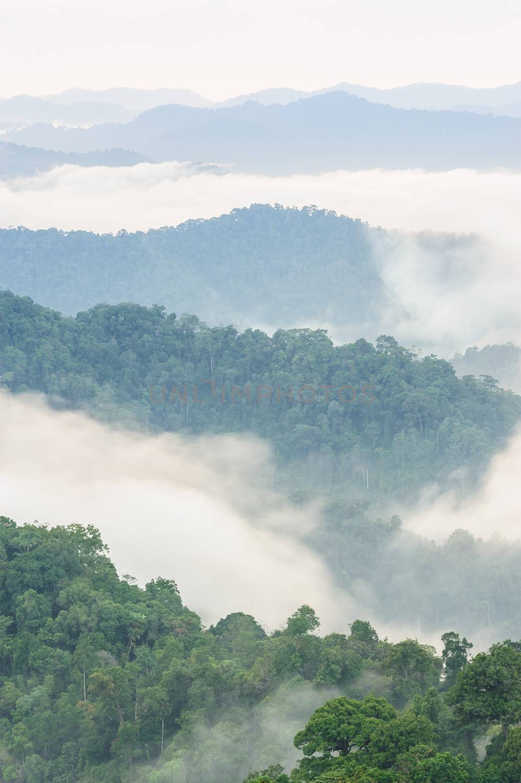 Beautiful fog in tropical forest,Thailand.