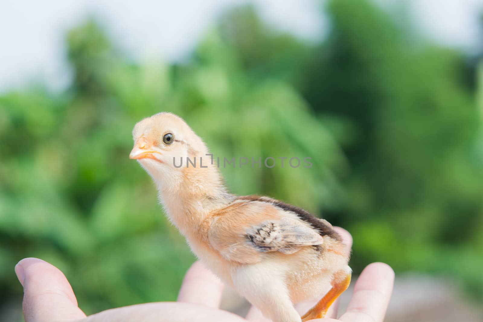 newborn chick on a hand by Sorapop