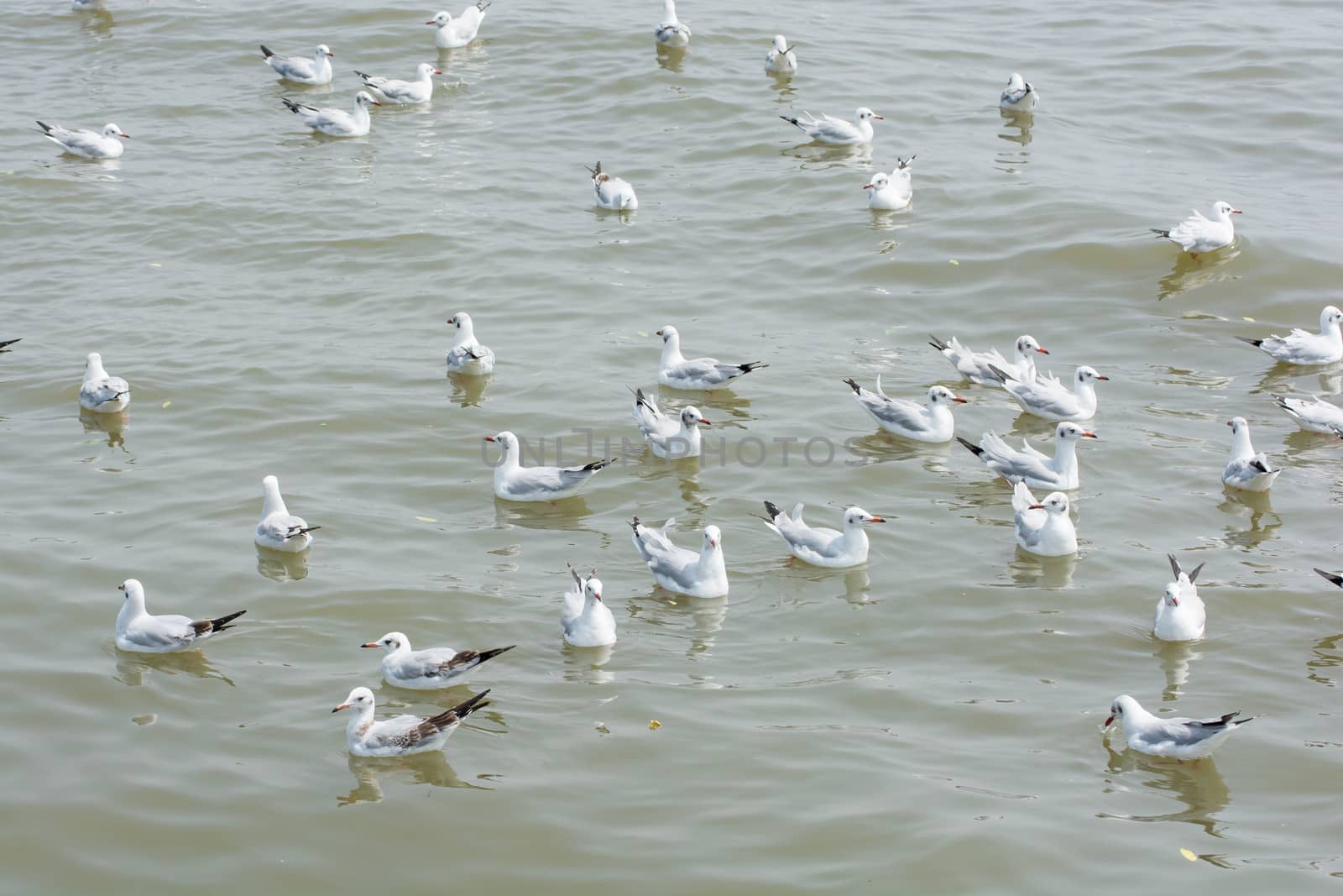 Flocks of Seagull on water, at Bangpoo of Thailand