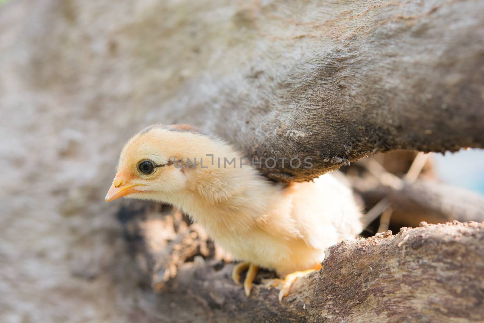 Single cute chick in timber on sunlight