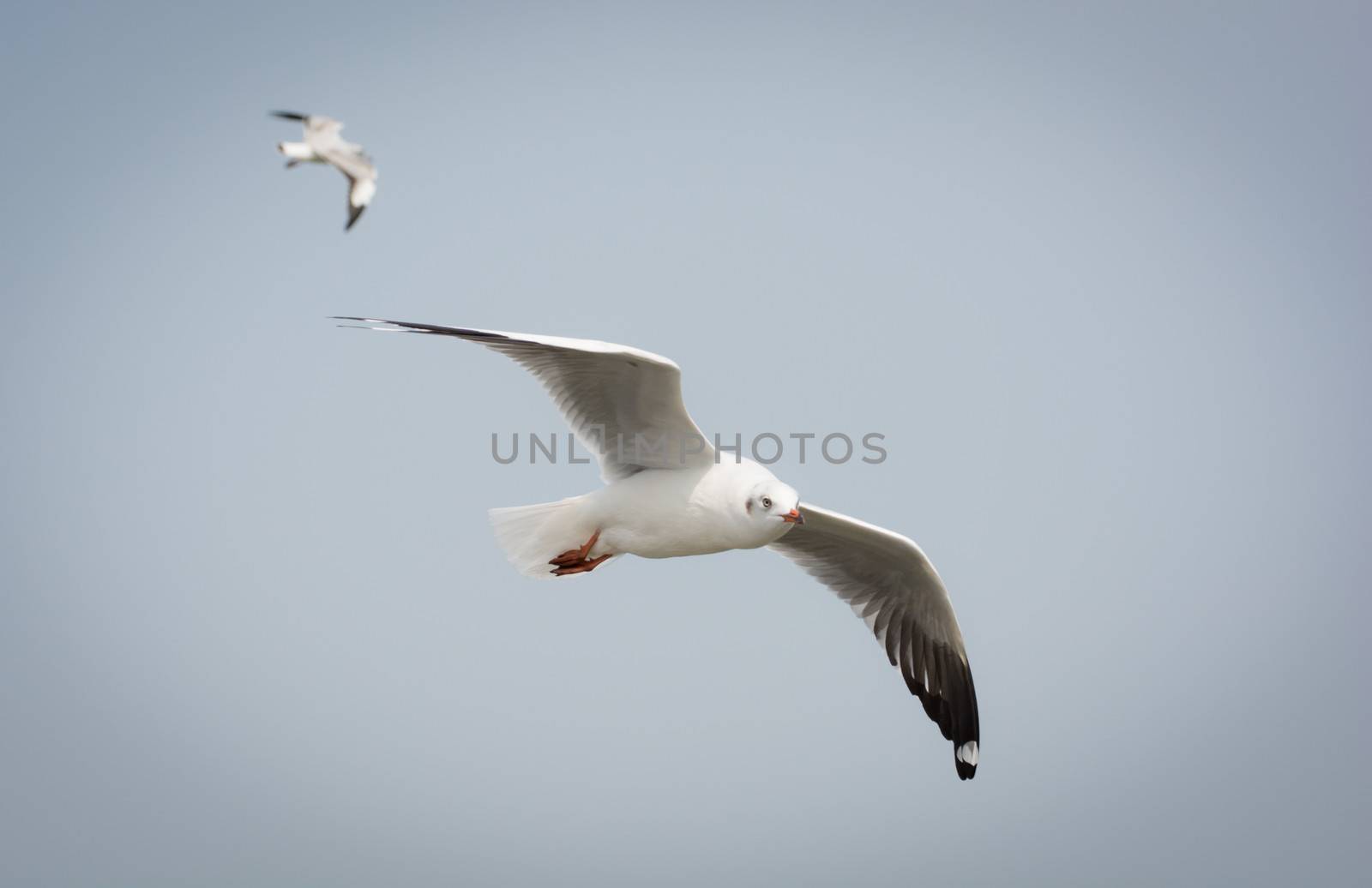 Flying Seagull over water by Sorapop