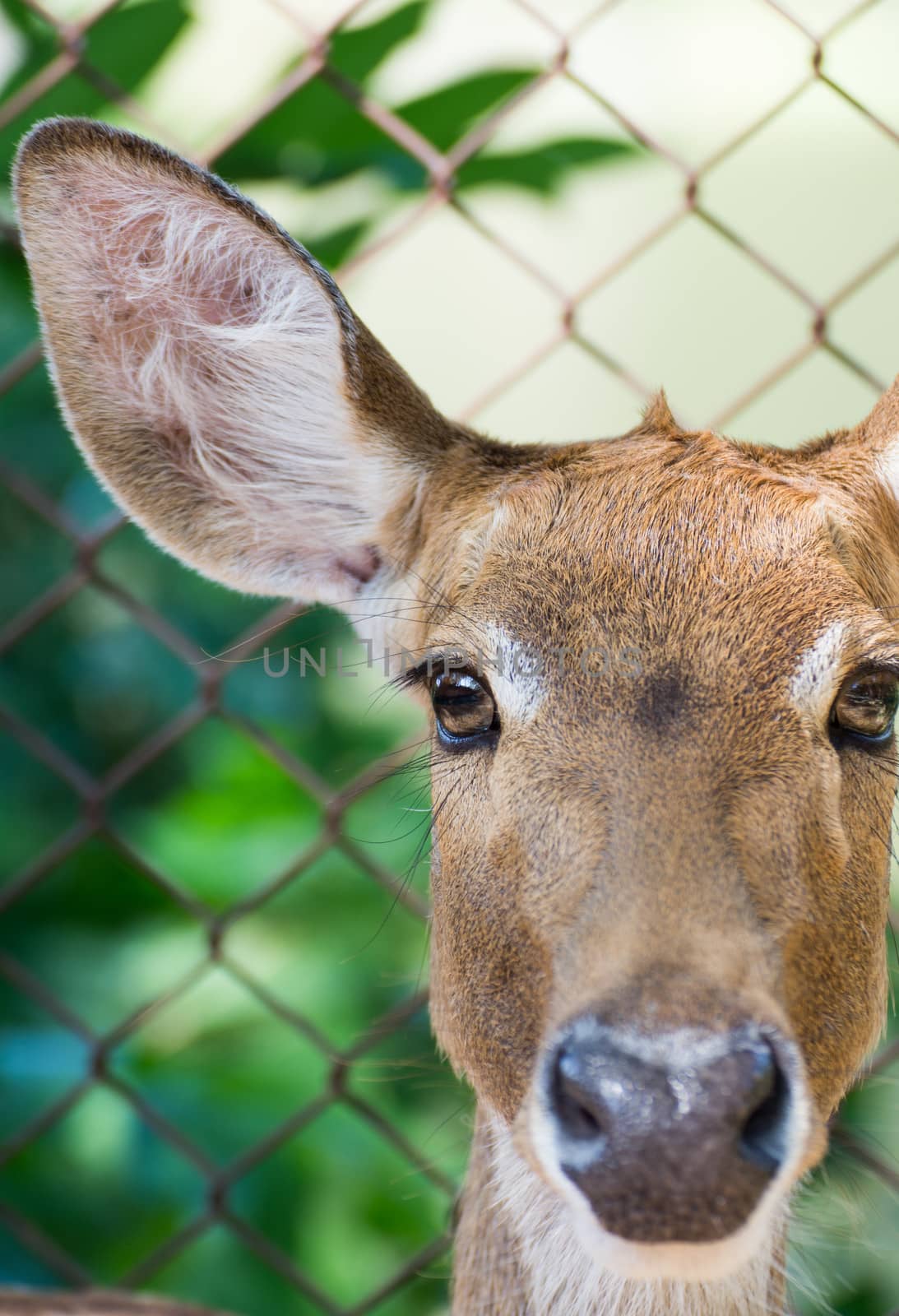 Close up portrait of an antelope by Sorapop