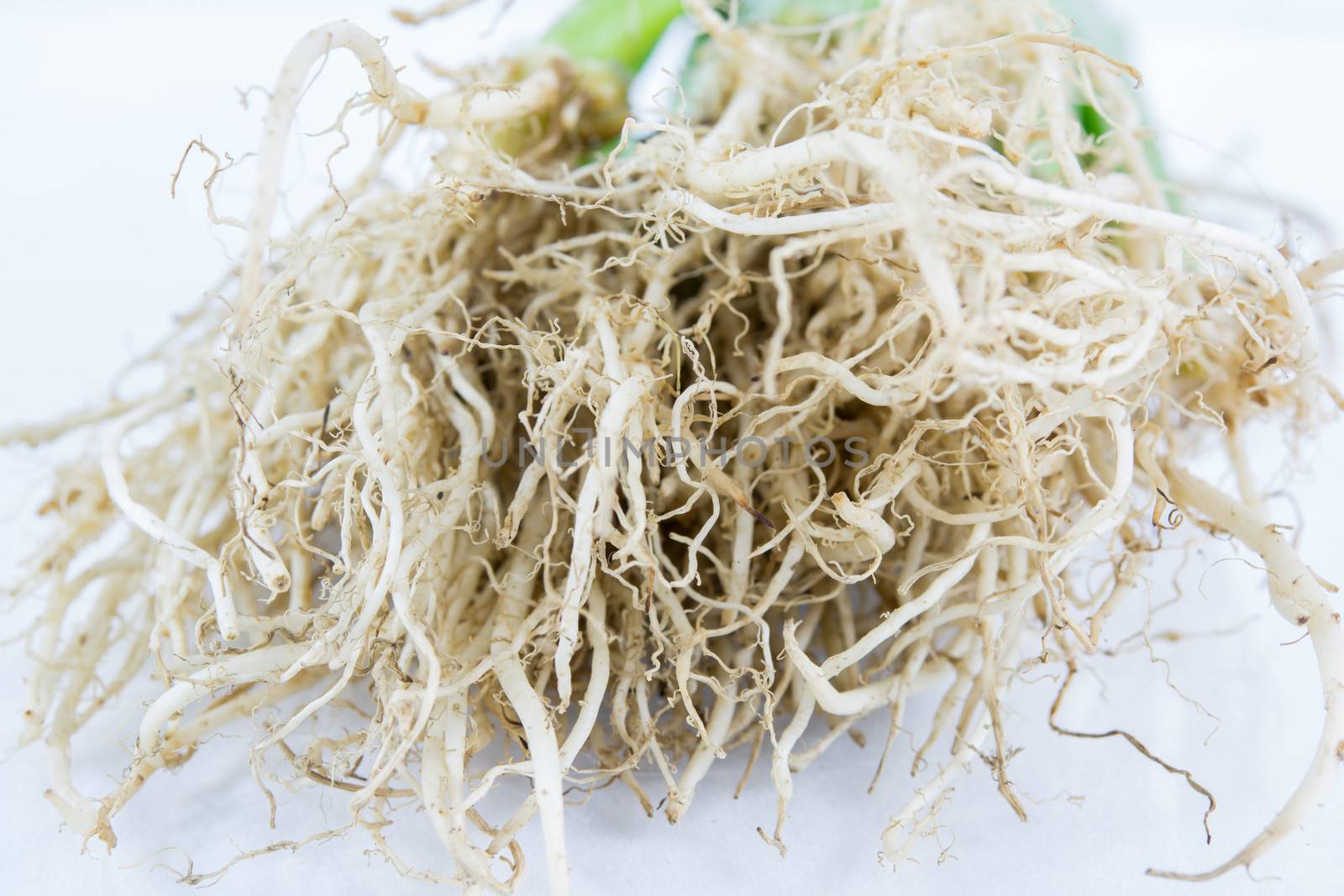 Morning Glory root on the white background