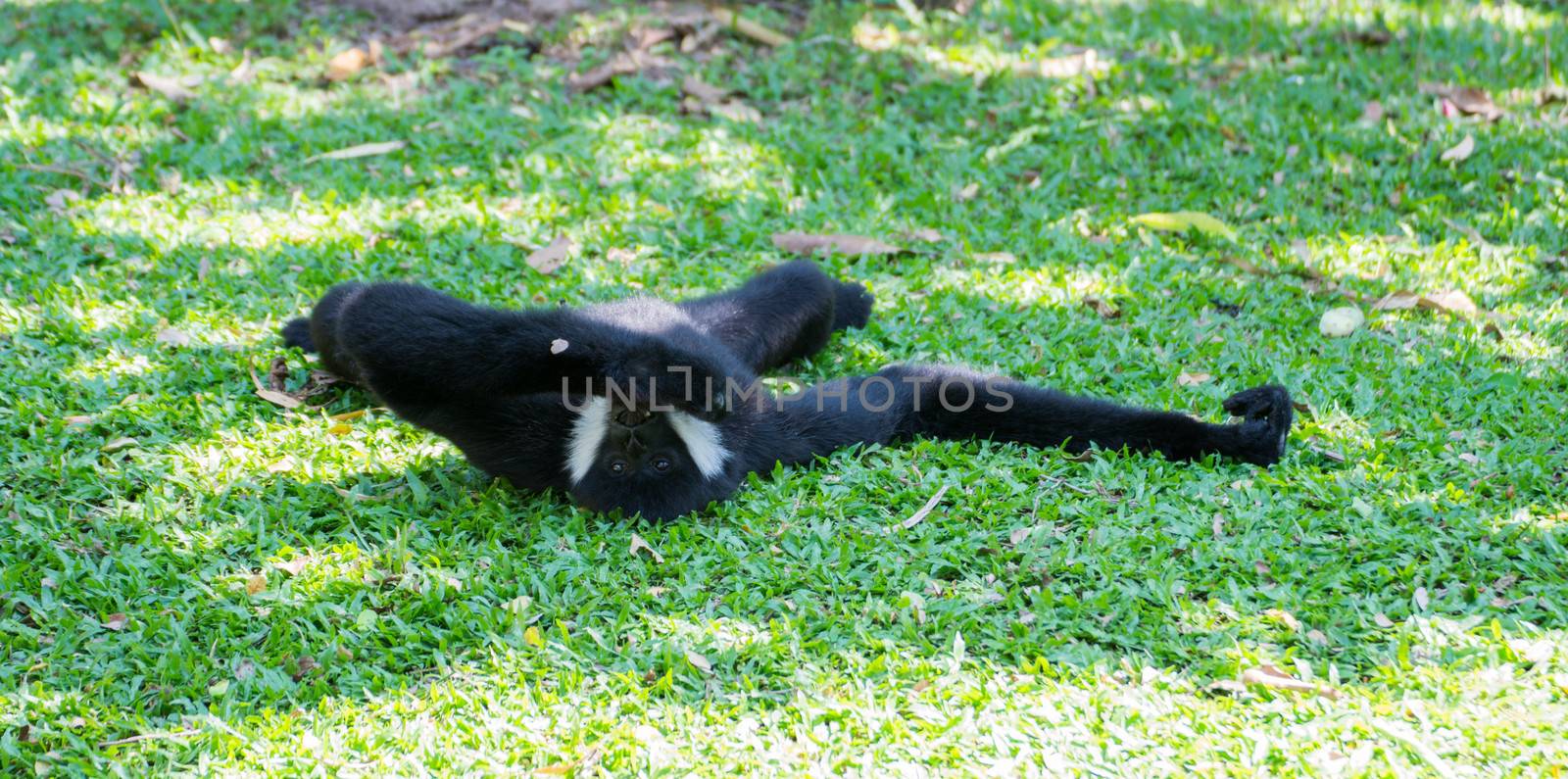 The male of black gibbon by Sorapop