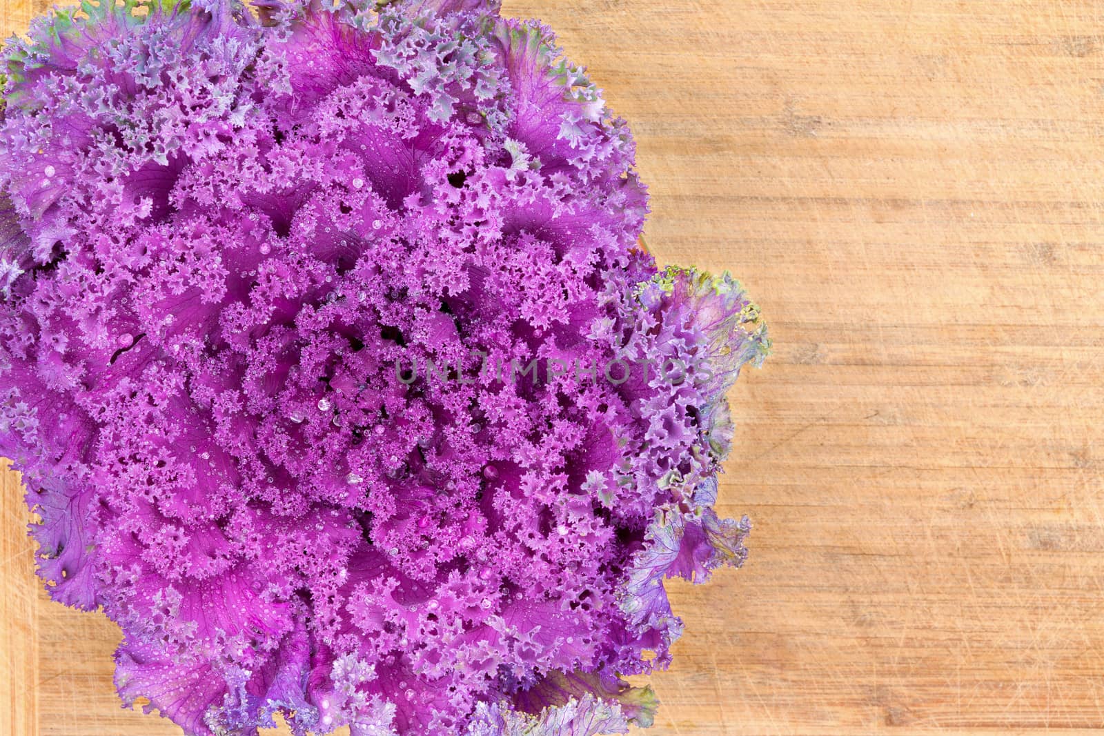 Healthy organic curly-leaf purple kale closeup texture with an overhead view of as whole fresh raw leafy head on an old bamboo cutting board with copyspace