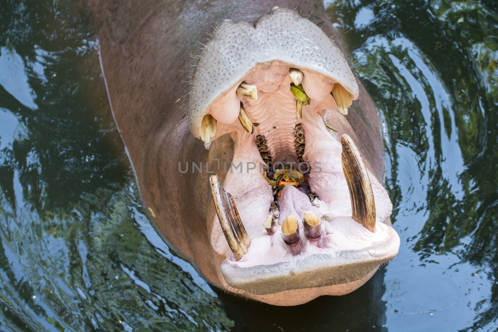 Close up of hippo or hippopotamus mouth open waiting for food