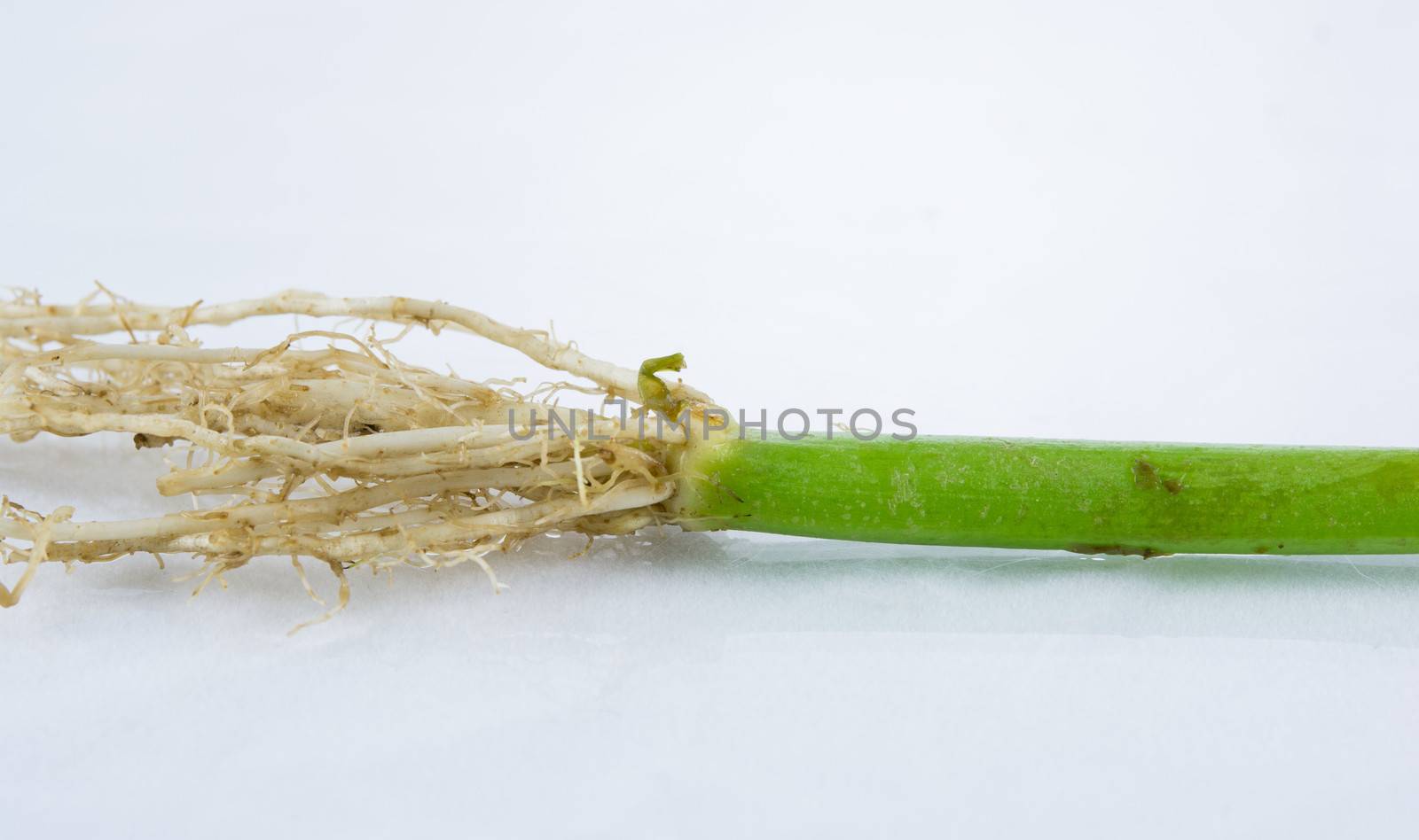 Morning Glory root on the white background