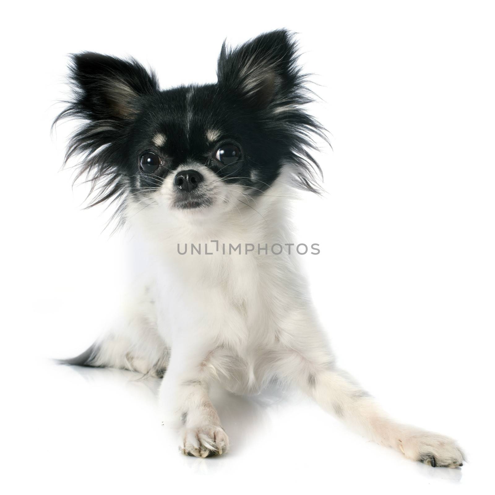 portrait of a cute purebred chihuahua in front of white background