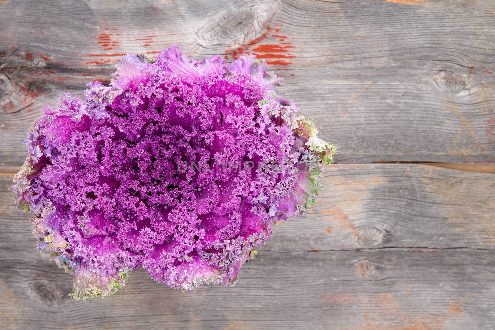 Overhead view of a fresh whole head of curly-leaf purple kale on rustic weathered wooden table with copyspace