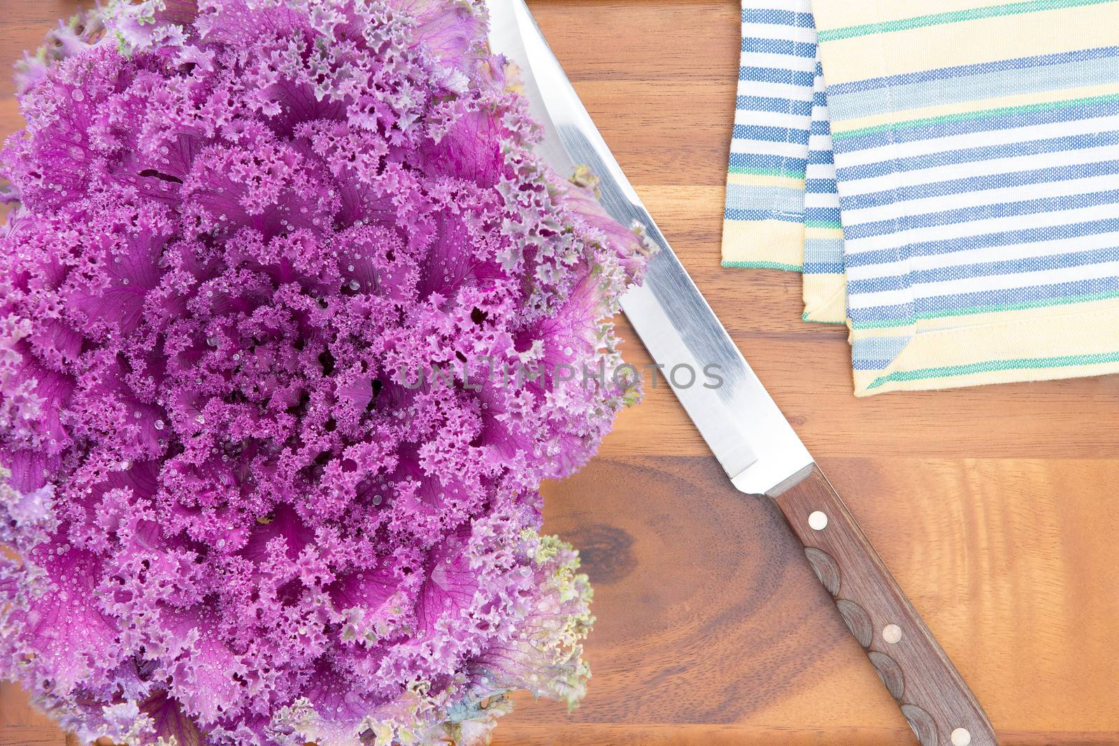 Preparing purple kale for cooking in the kitchen with an overhead view of a whole fresh leafy head alongside a knife and cloth on a new wooden cutting board