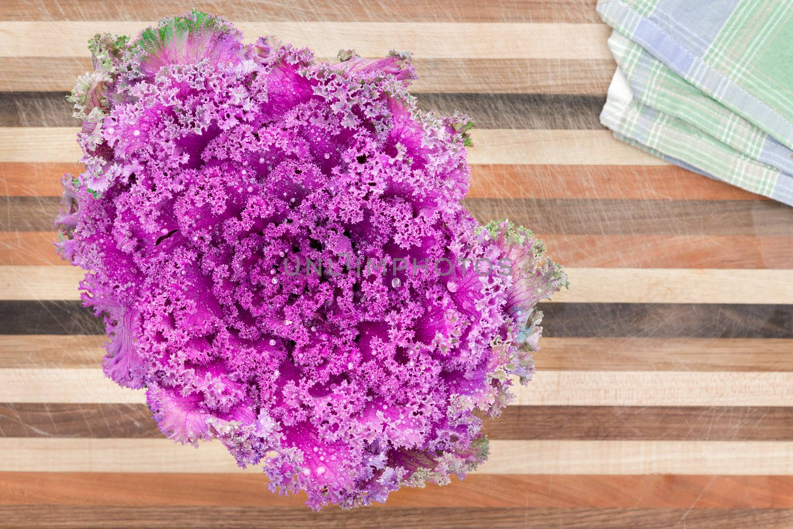 Ornamental curly-leaf purple kale, a healthy vegetable and cooking ingredient, on a decorative striped wooden board featuring different varieties of wood , view from above with copyspace