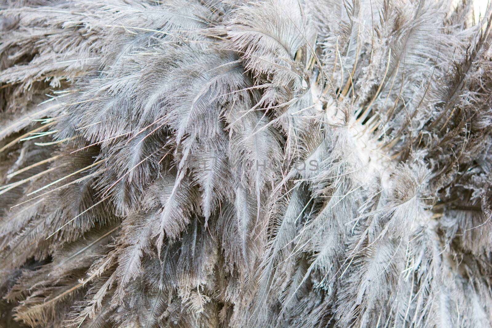 Hair Ostrich texture for you background